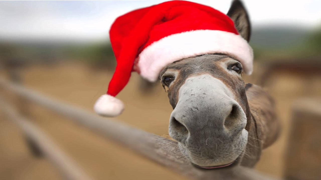 Happy Holidays from the Pasture Paradise