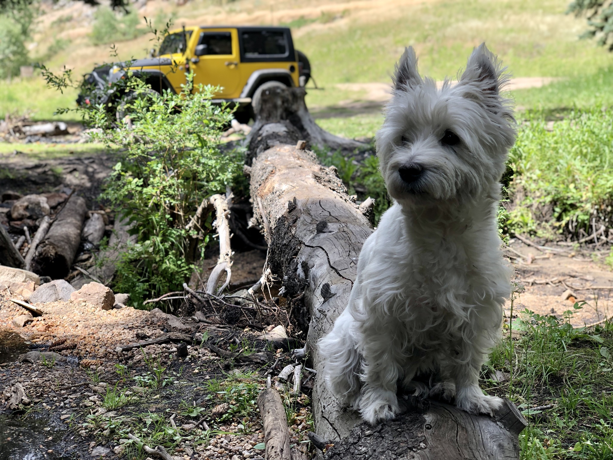 Squirrels, watch out! Lily is on high alert.