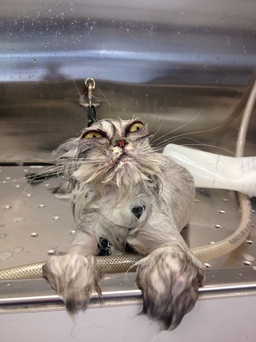 Curated Posts for Those Who Crave More Than Just Selfies (Mostly Cats)