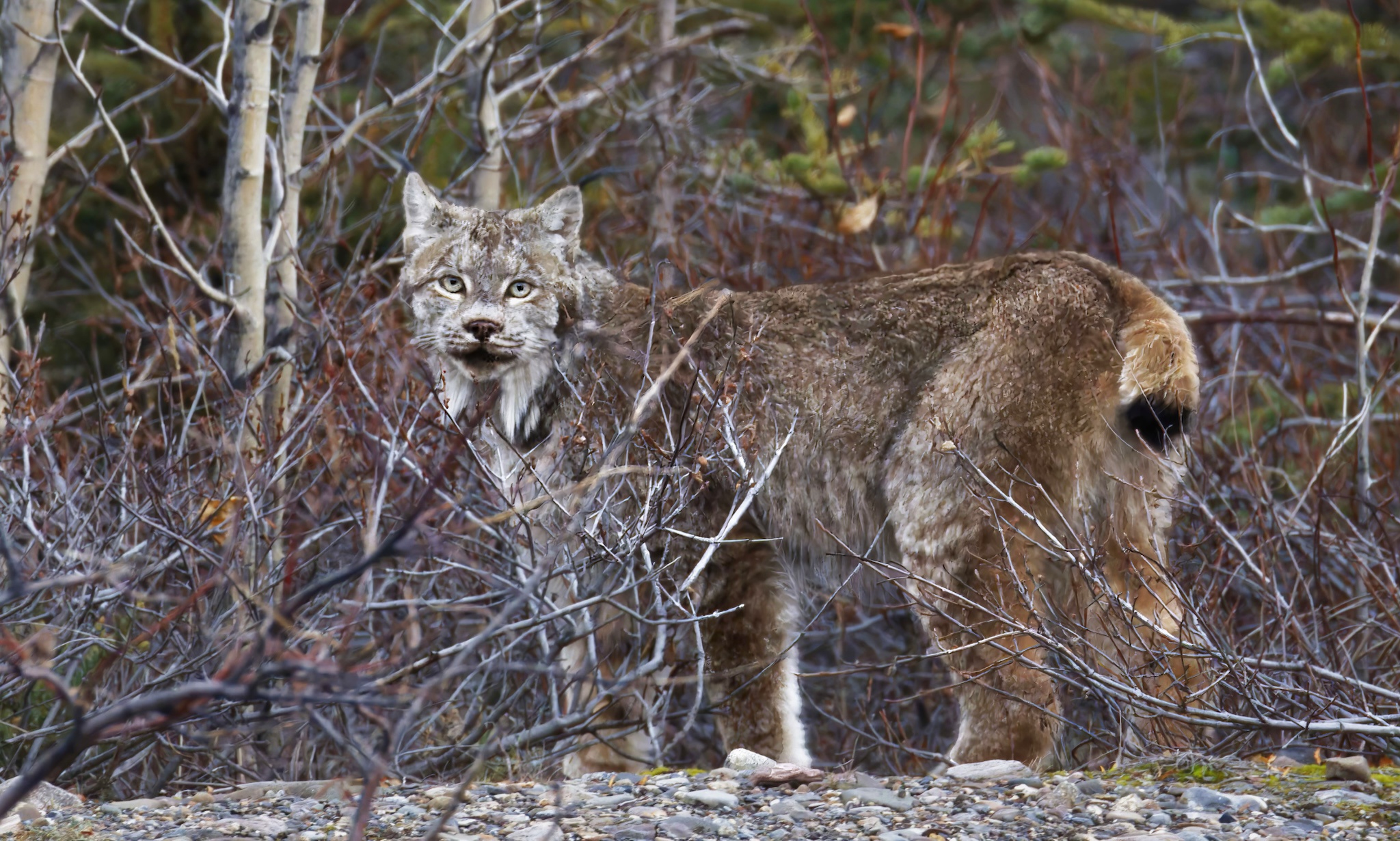 The Majestic Lynx: Nature's Beauty
