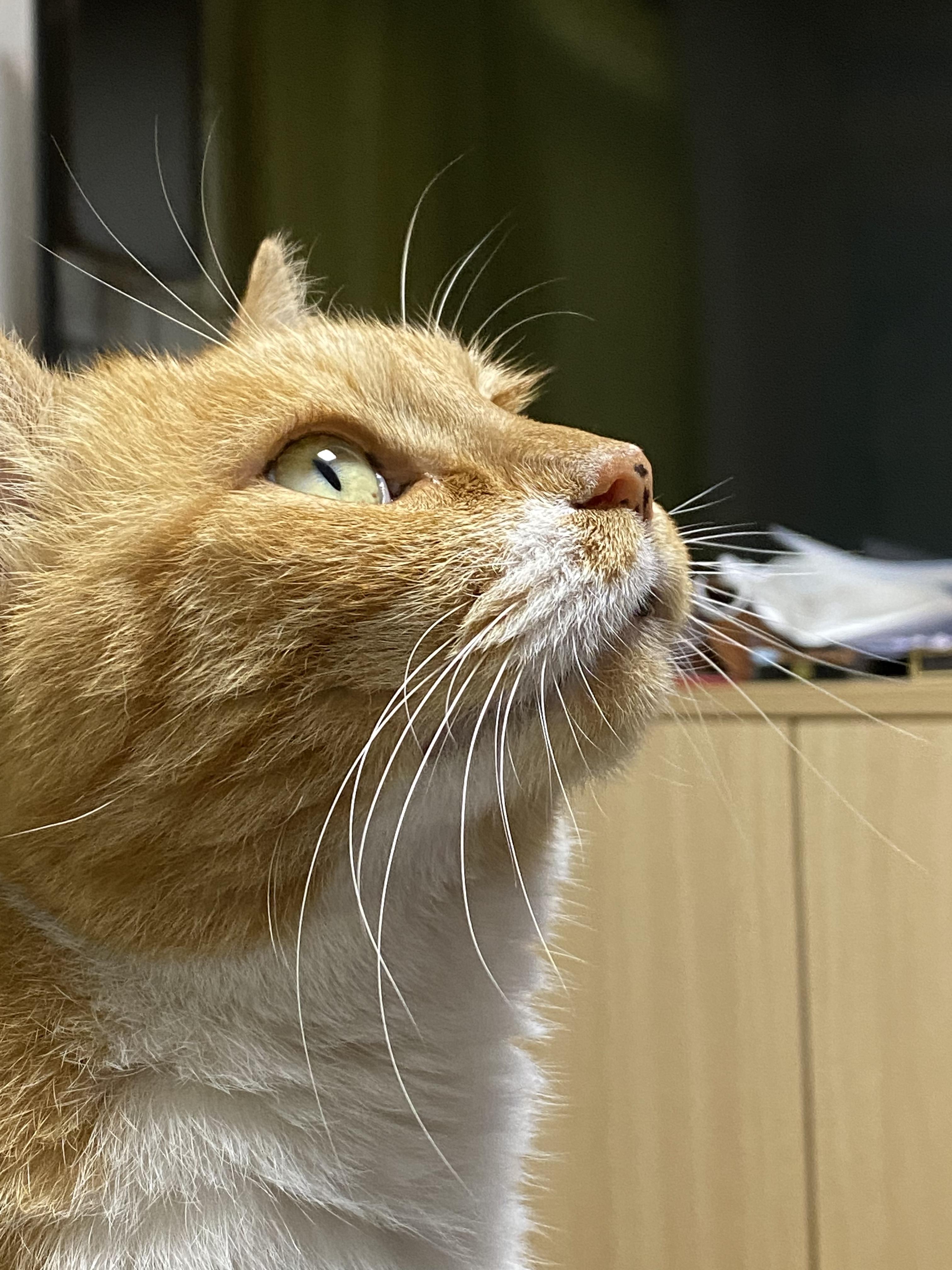 The Intense Cat Stare That Says It All
