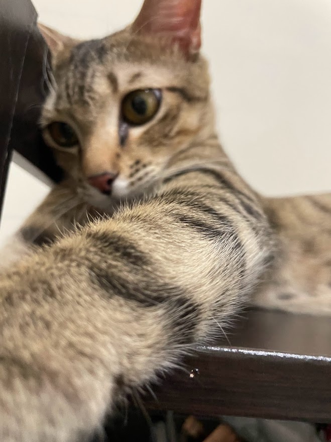 Just Another Adorable Cat Moment