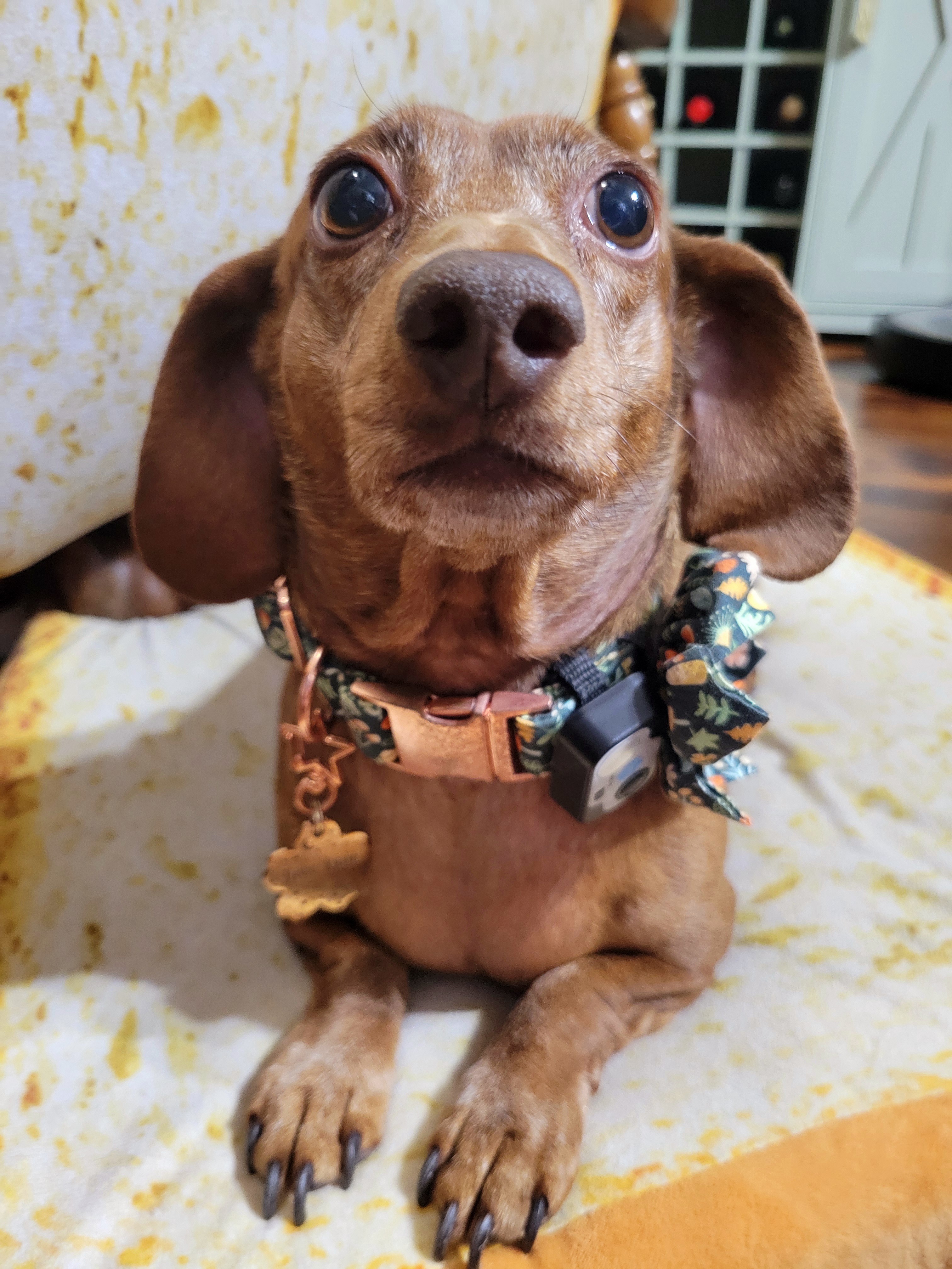 Meet my adorable pup, Tiger Lilly #714
