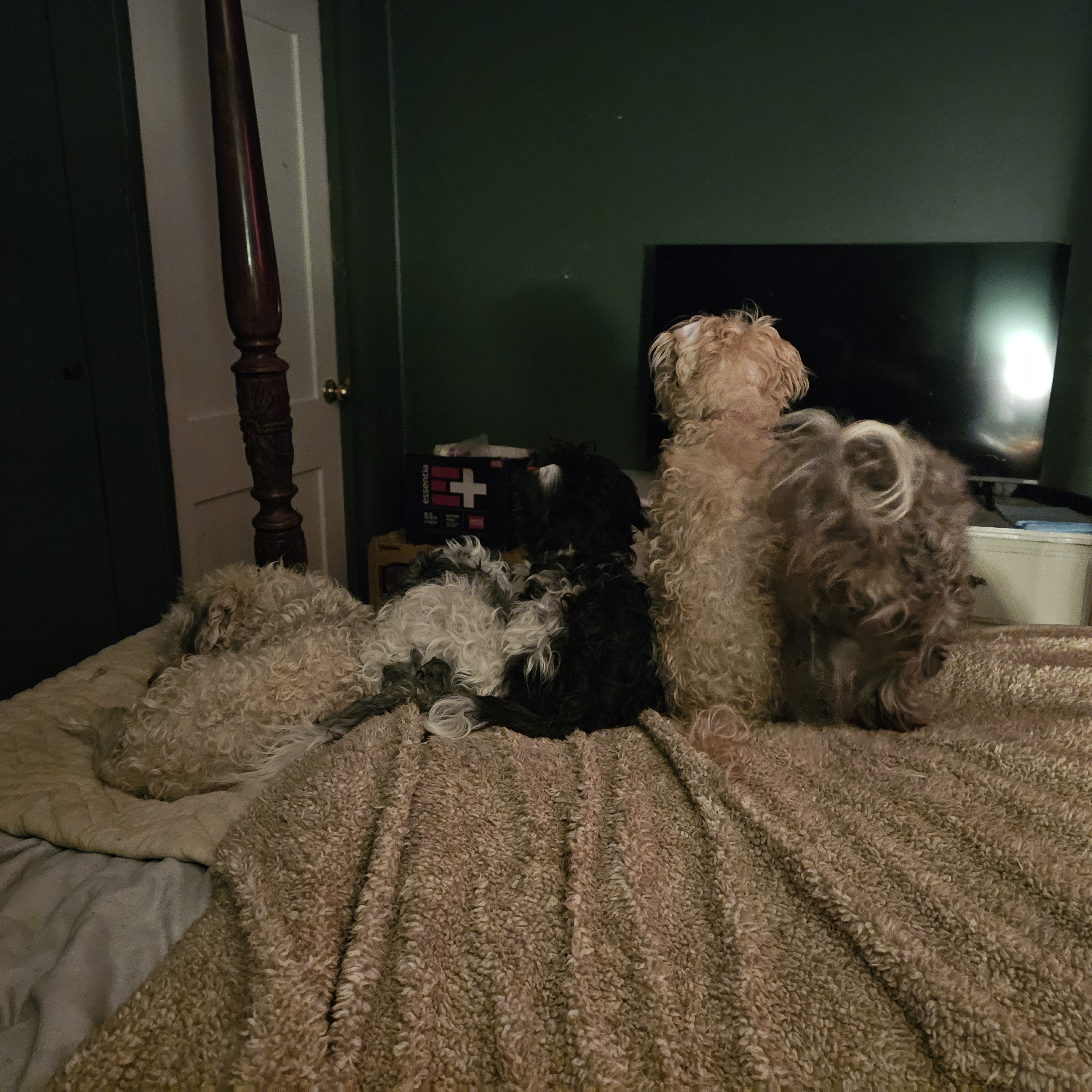 Dogs have officially claimed the bed and my husband's pillow!