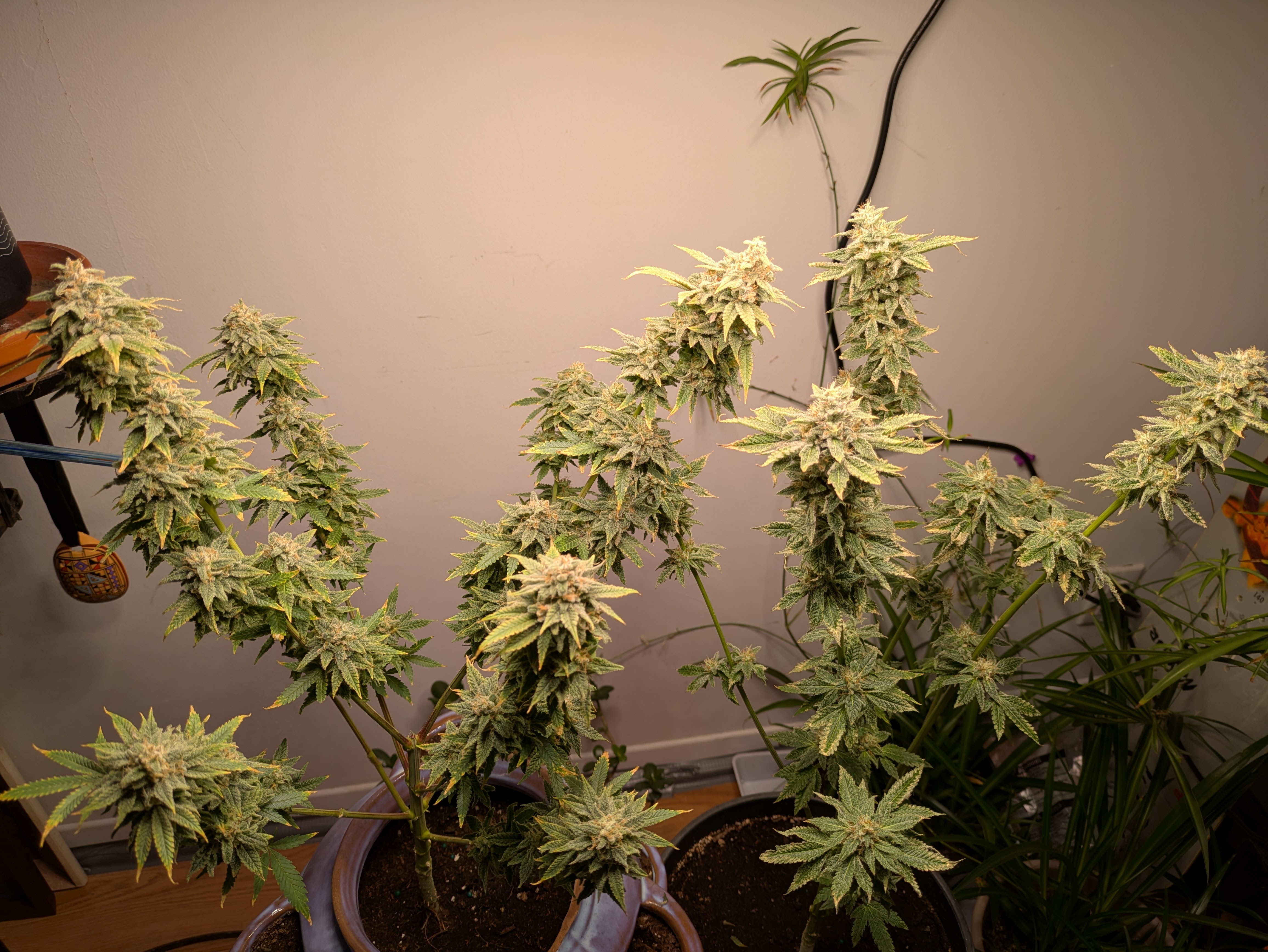 Reviving My Green Thumb: First Indoor Grow in Years