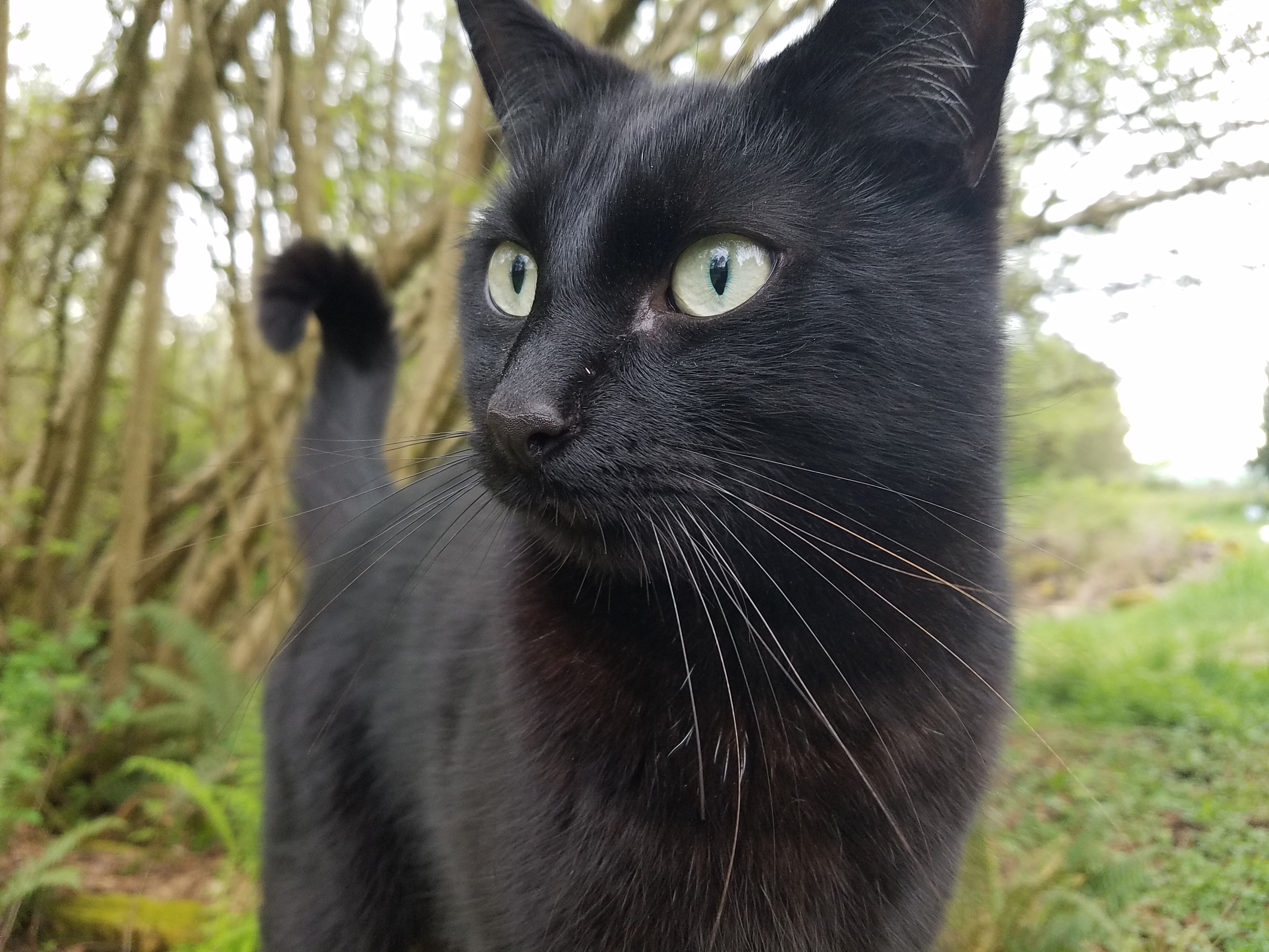 Boji the King: Celebrating a Successful Vet Checkup with Adorable Photos and GIFs!