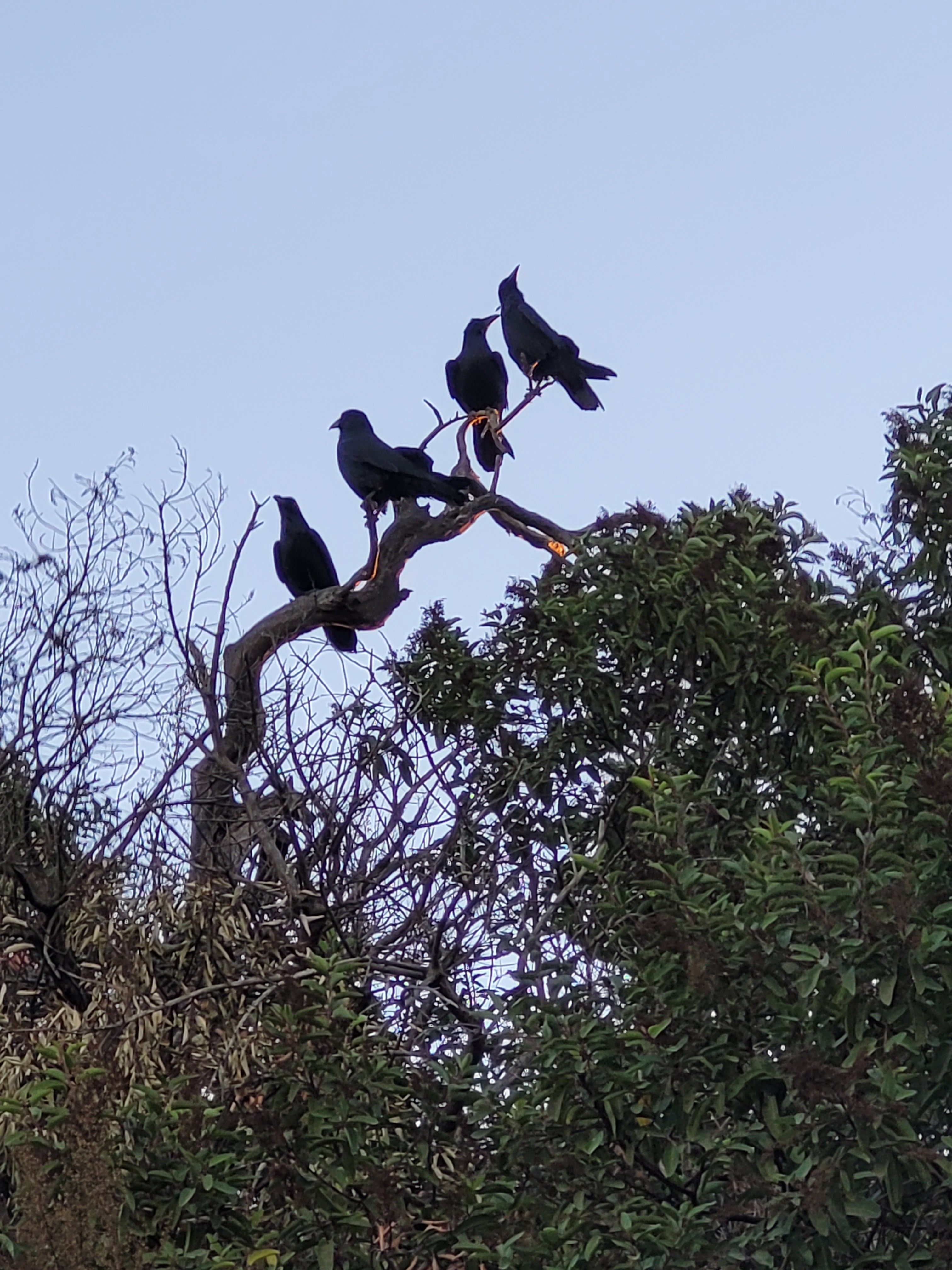 From Rags to Riches: The Journey of Raggedy Ann, Fat Boy, and Their Magpie Offspring