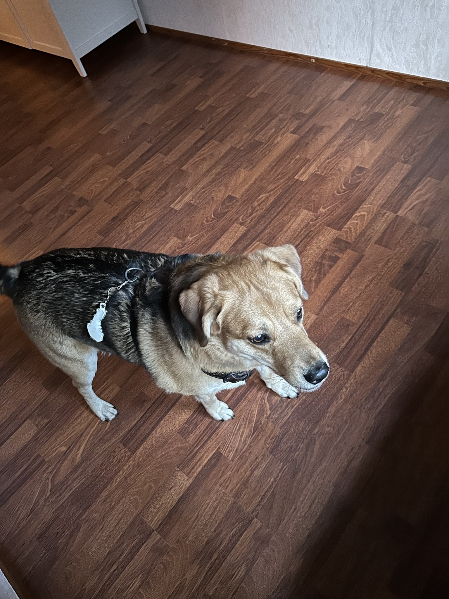 Kebab the Dog Discovering Our New Home