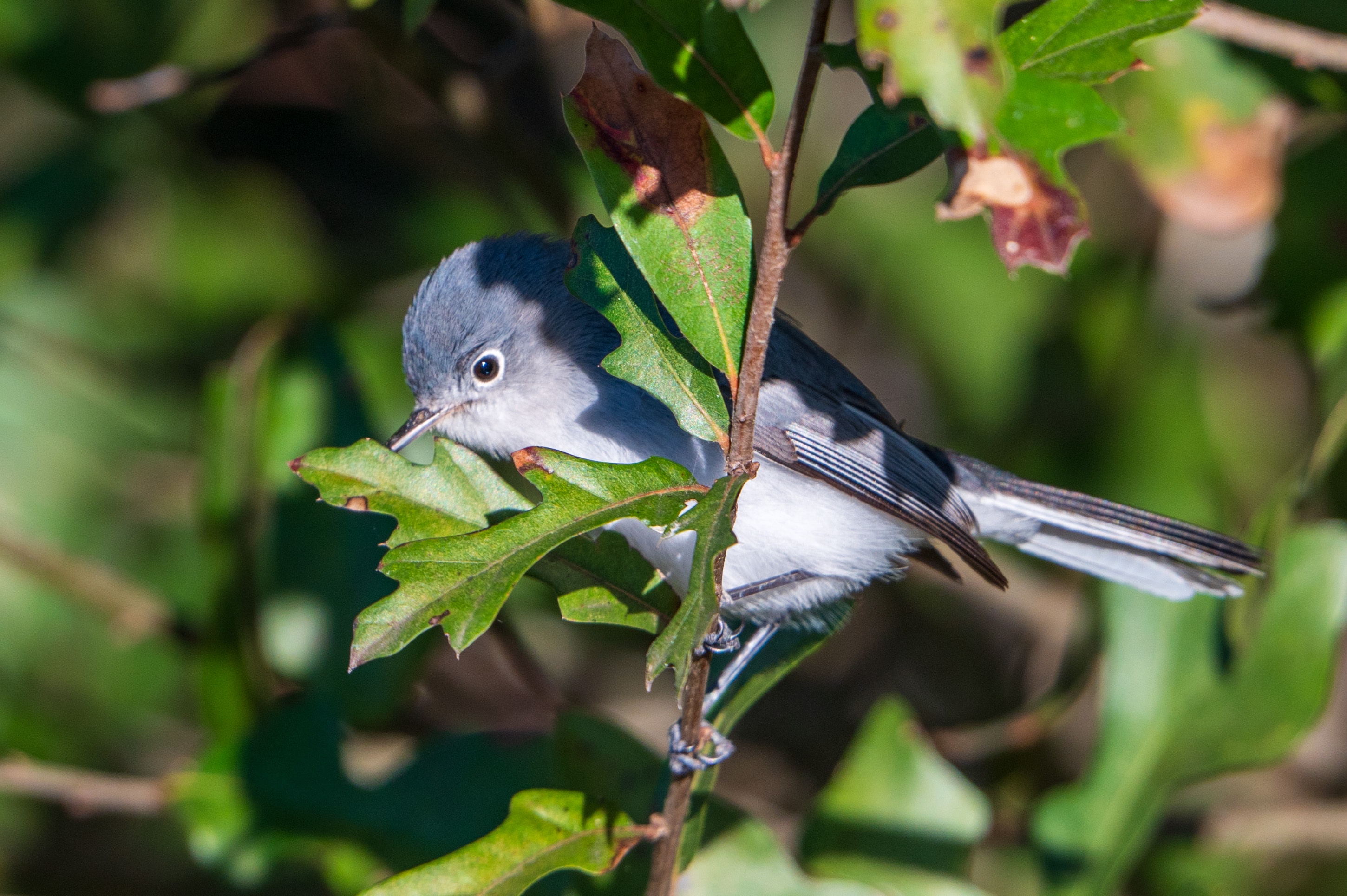 Meet the Charming Blue-Gray Gnatcatcher