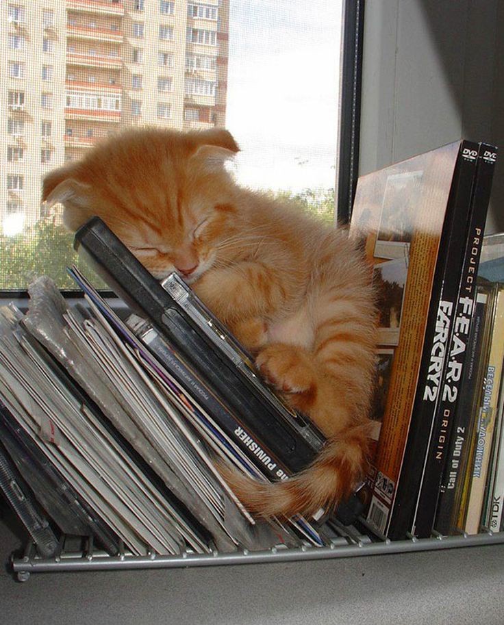 Feeling Sleepy and Cozy