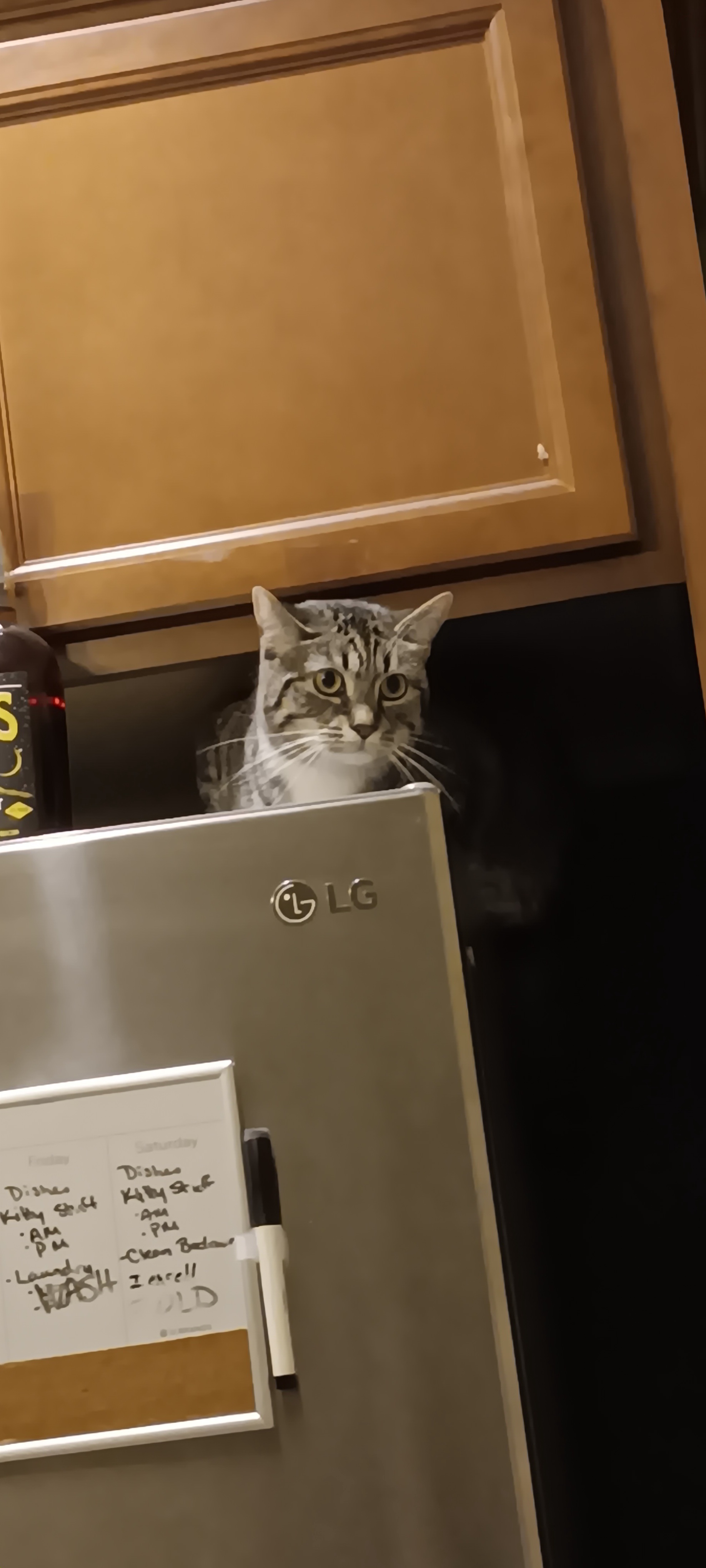 Introducing My Furry Companions: Bella and Aslan