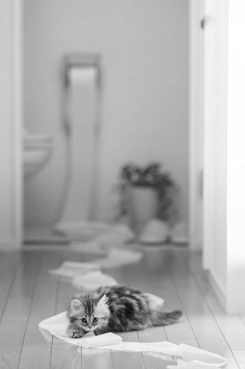 Meet Today's Adorable Feline Star