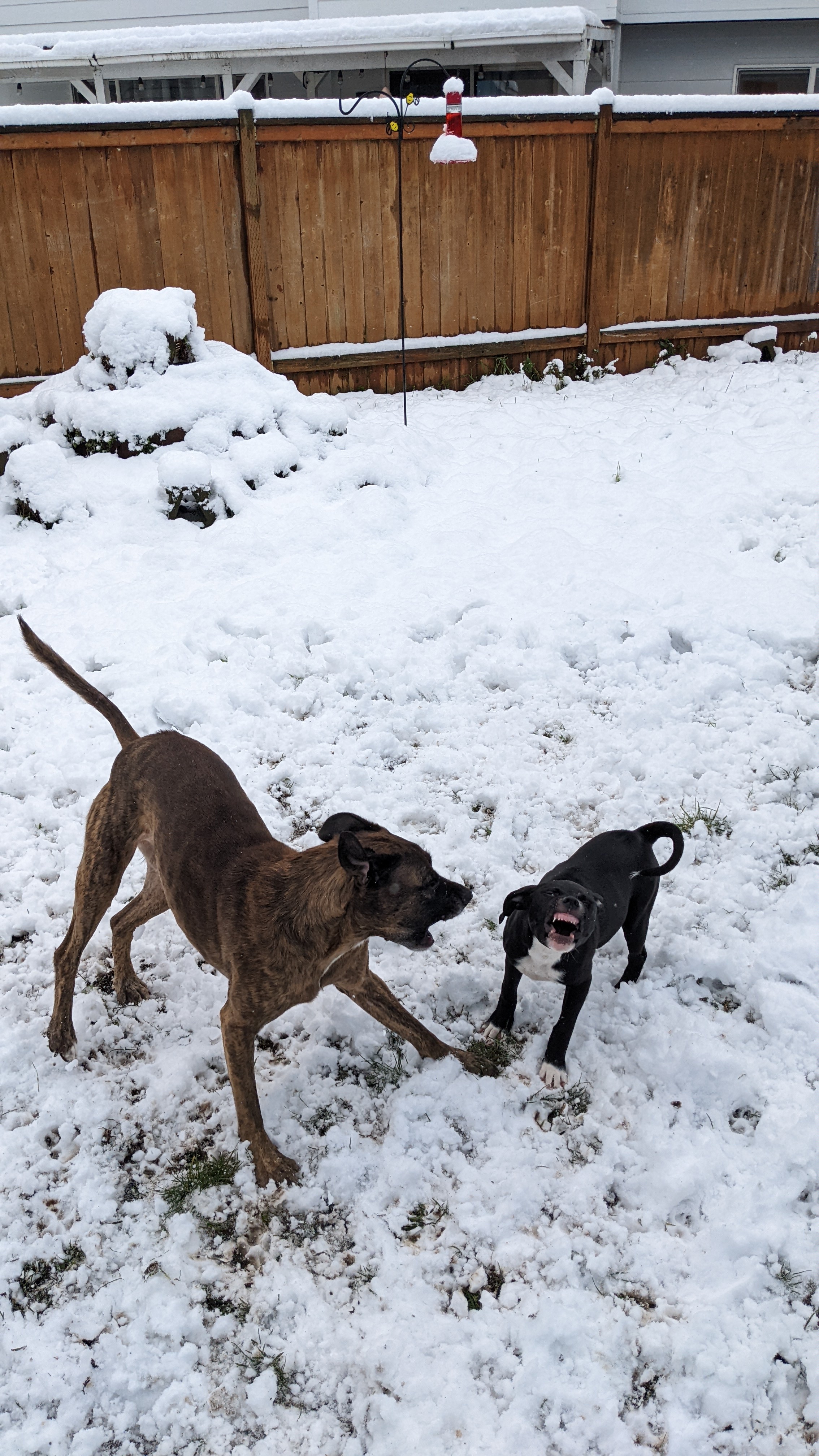 Adorable Puppy Teeth Playing in the Snow!