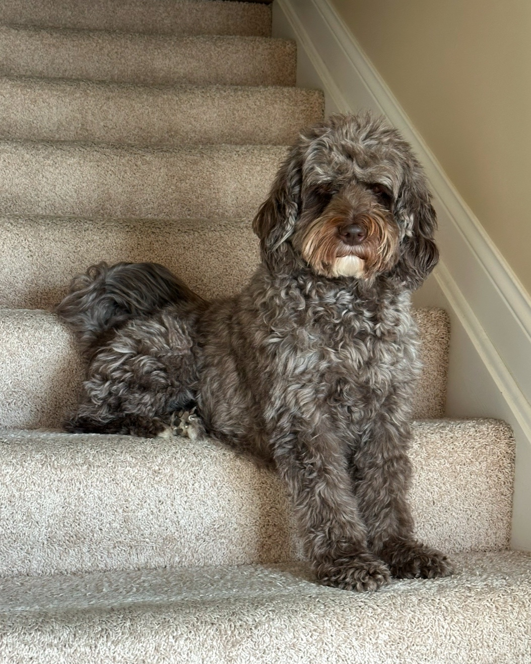 The Look of Judgment: My Dog's Disapproving Stare