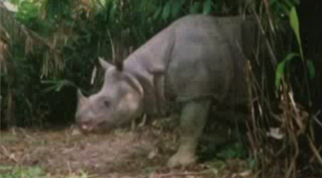 Rare Glimpses of the Extinct Vietnamese Javan Rhino from the 90s