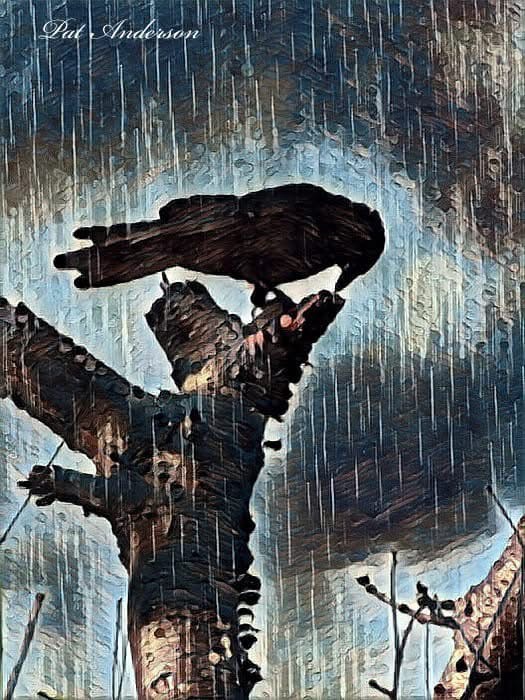 The beauty and melancholy of rain