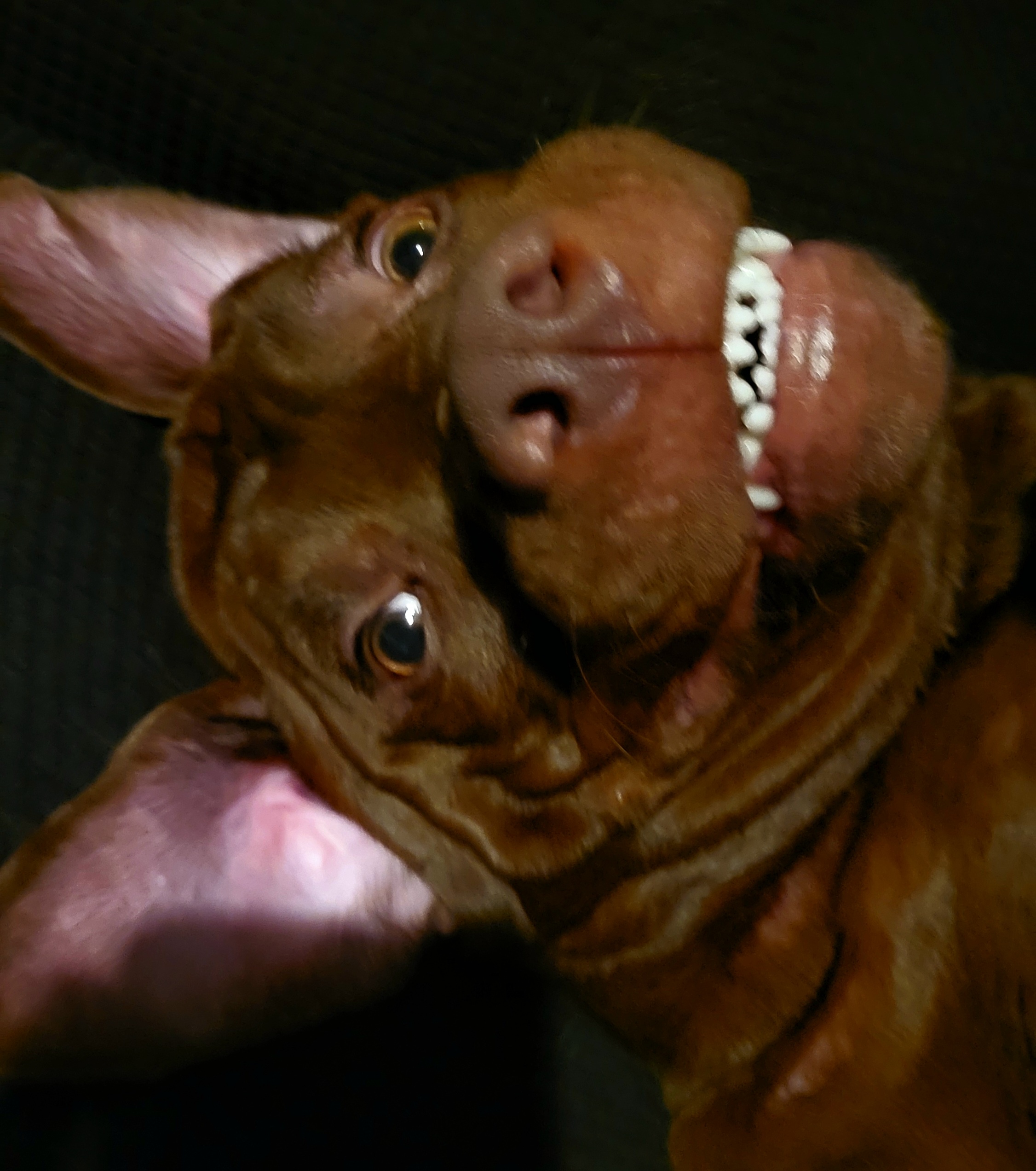 Can I brighten your day with an adorable dog picture during these tough times?