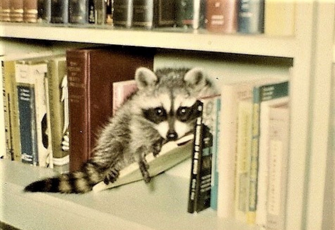 My Father's Raccoon: A Furry Family Tale