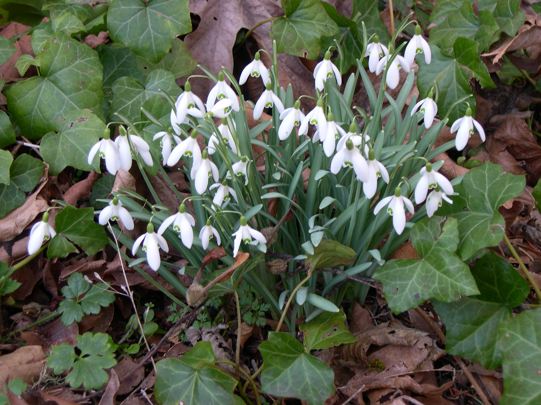 The Beauty of Snowdrops