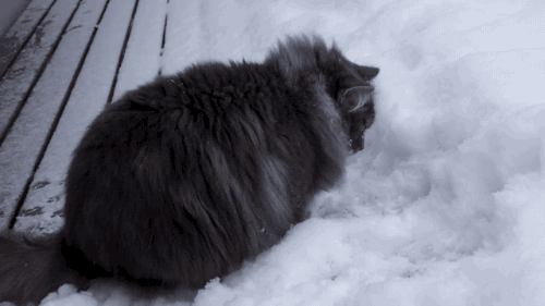 Oops, time to craft some fresh snowballs!