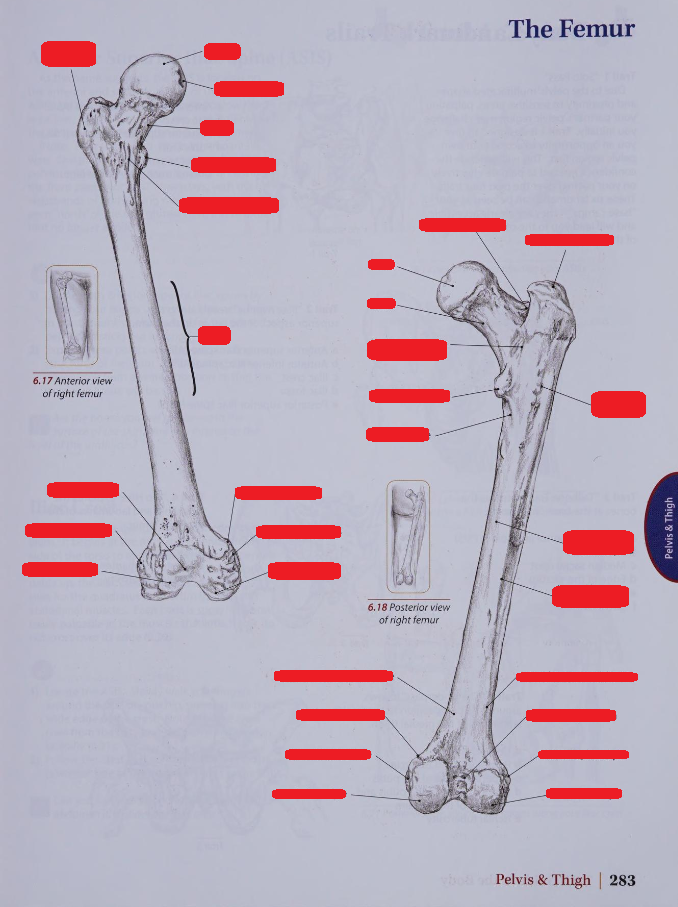 Anatomy Insights: Bony Features of the Femur