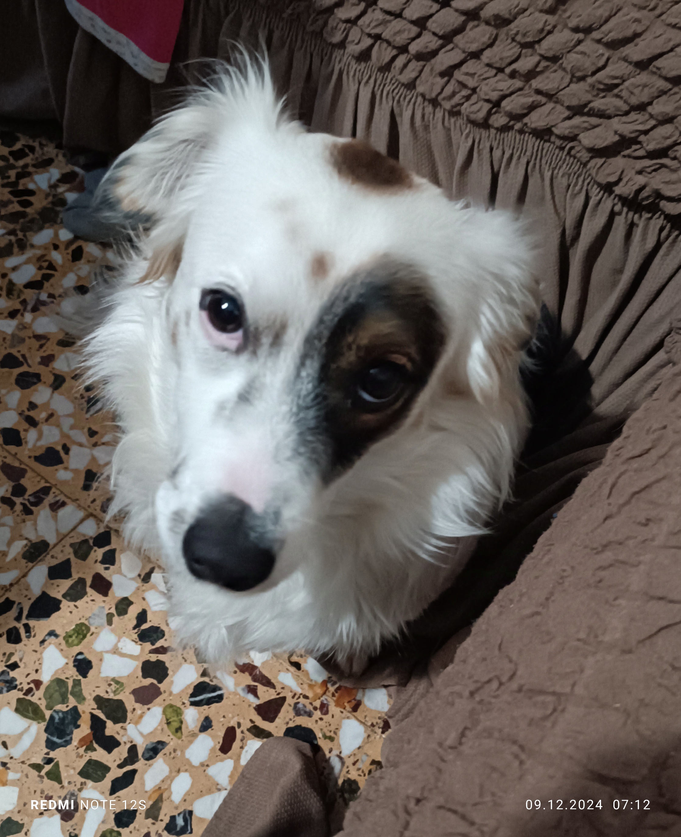 Here's a glimpse of my adorable dog!