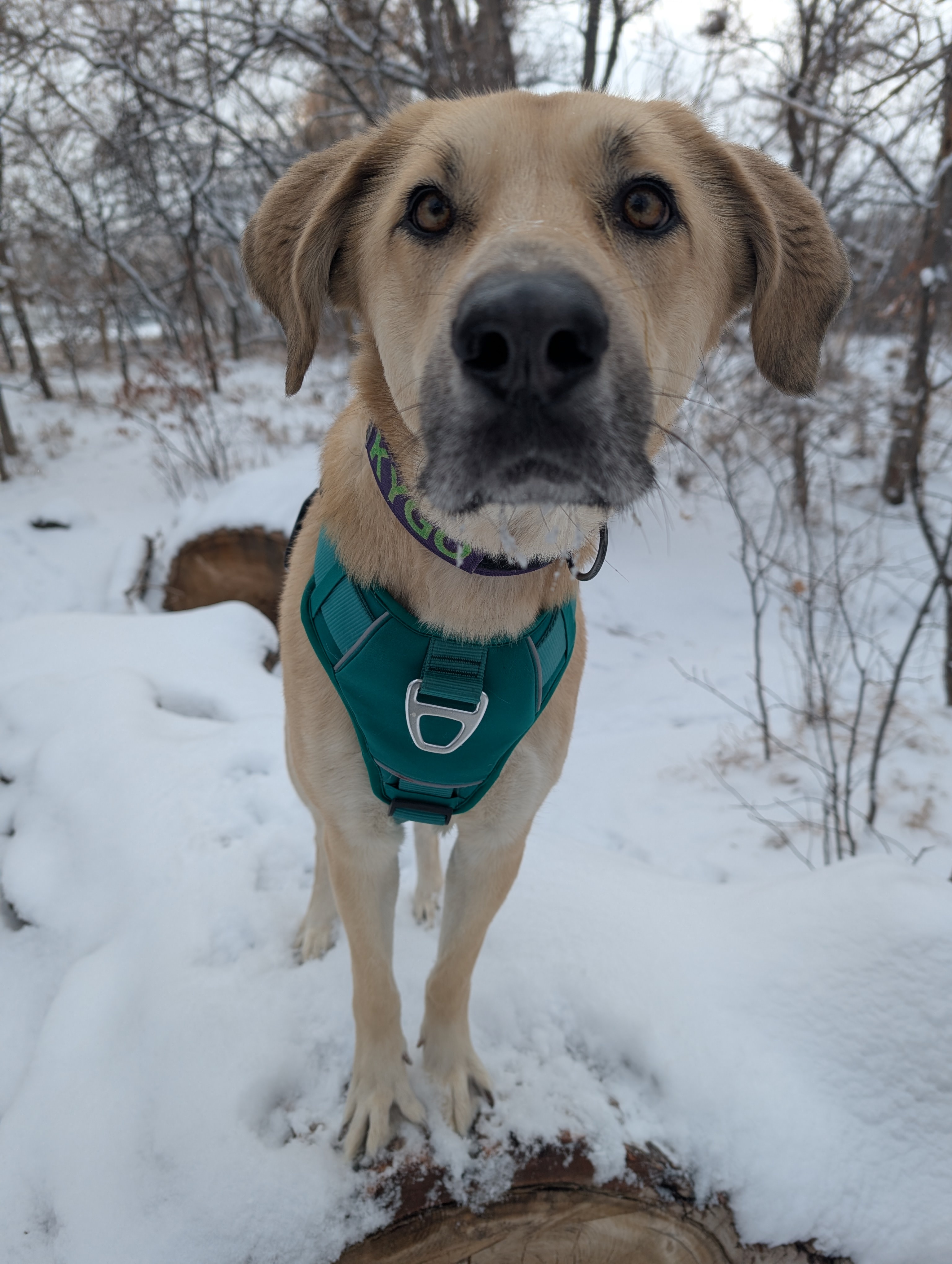Kygo's Adventure: A Day of Exploration and Discovery!