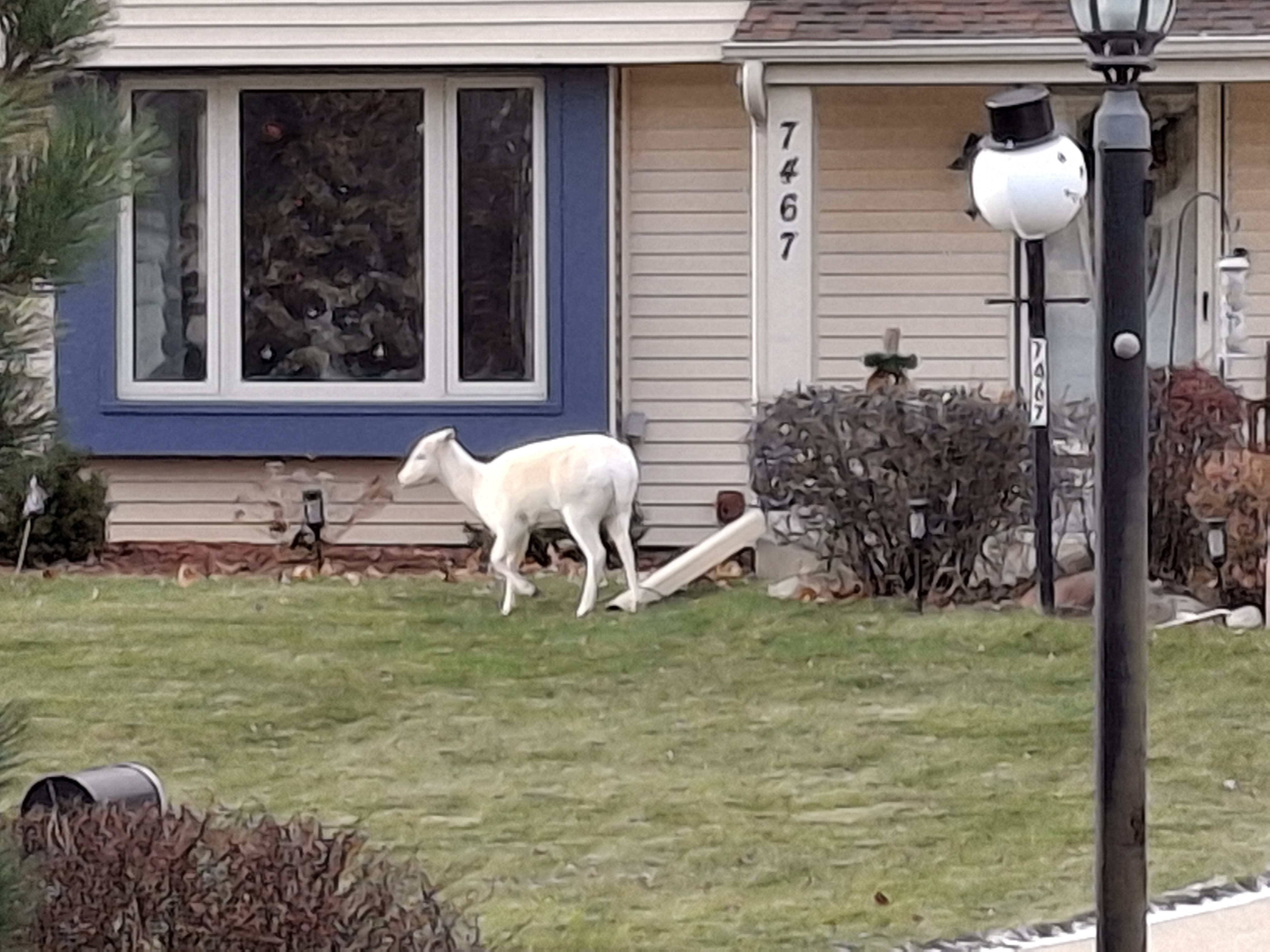Spotting an Albino Deer in the Neighborhood: Nature's Rarity