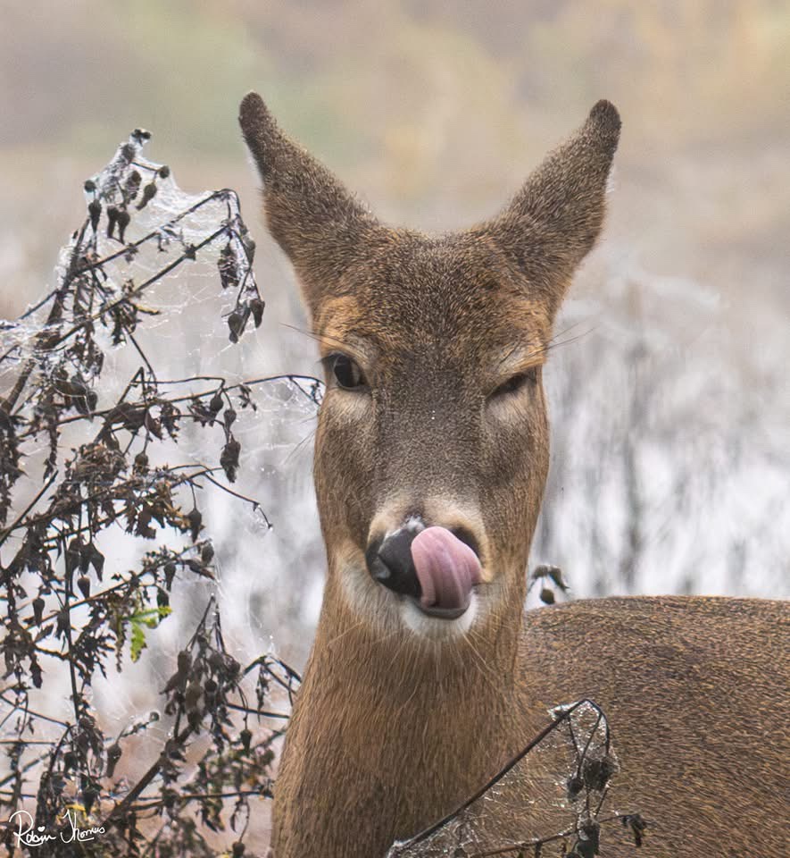 The Graceful Deer