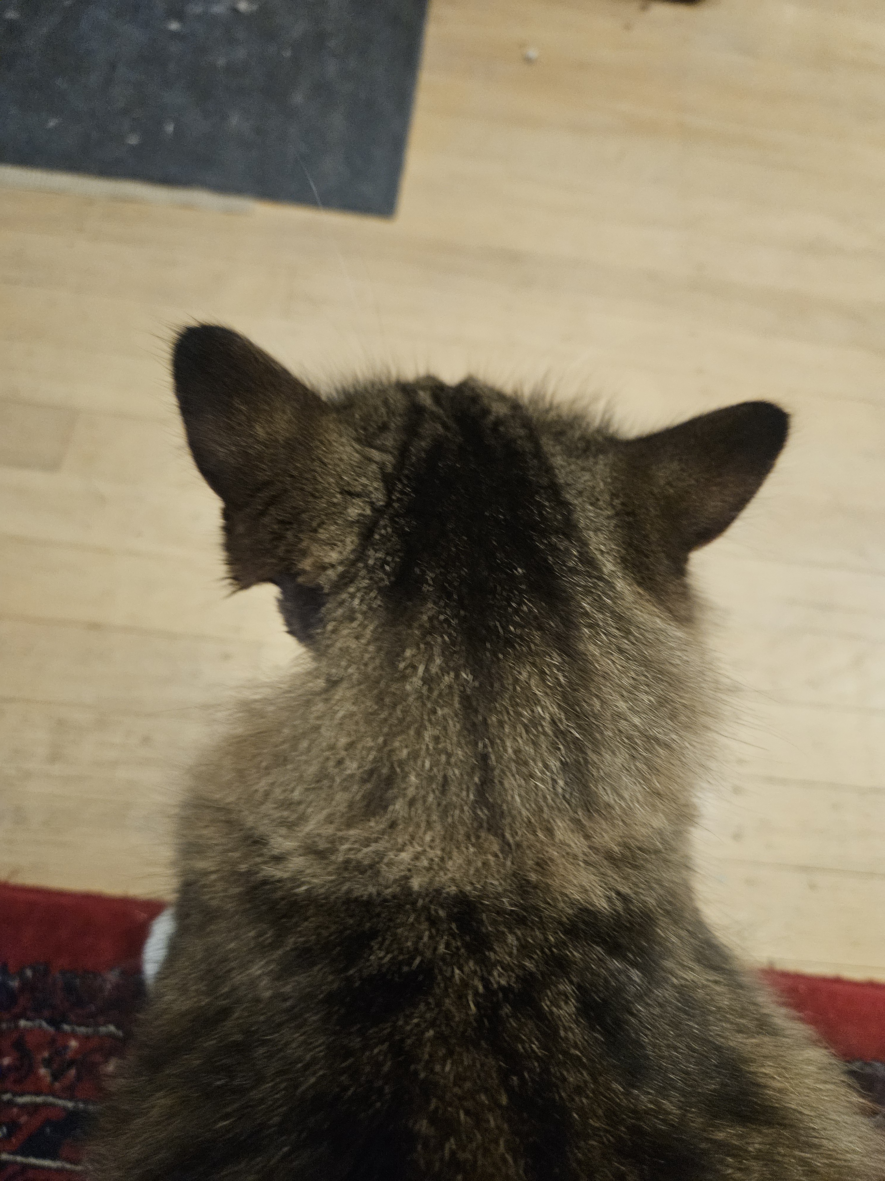 Oops! Missing a piece of that adorable chonk