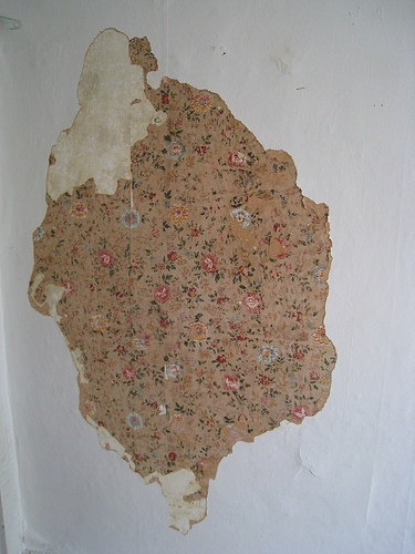 SCP-1205: The Enigmatic Wallflower