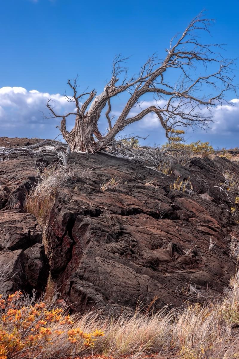 The Majestic Tree: Nature's Towering Beauty