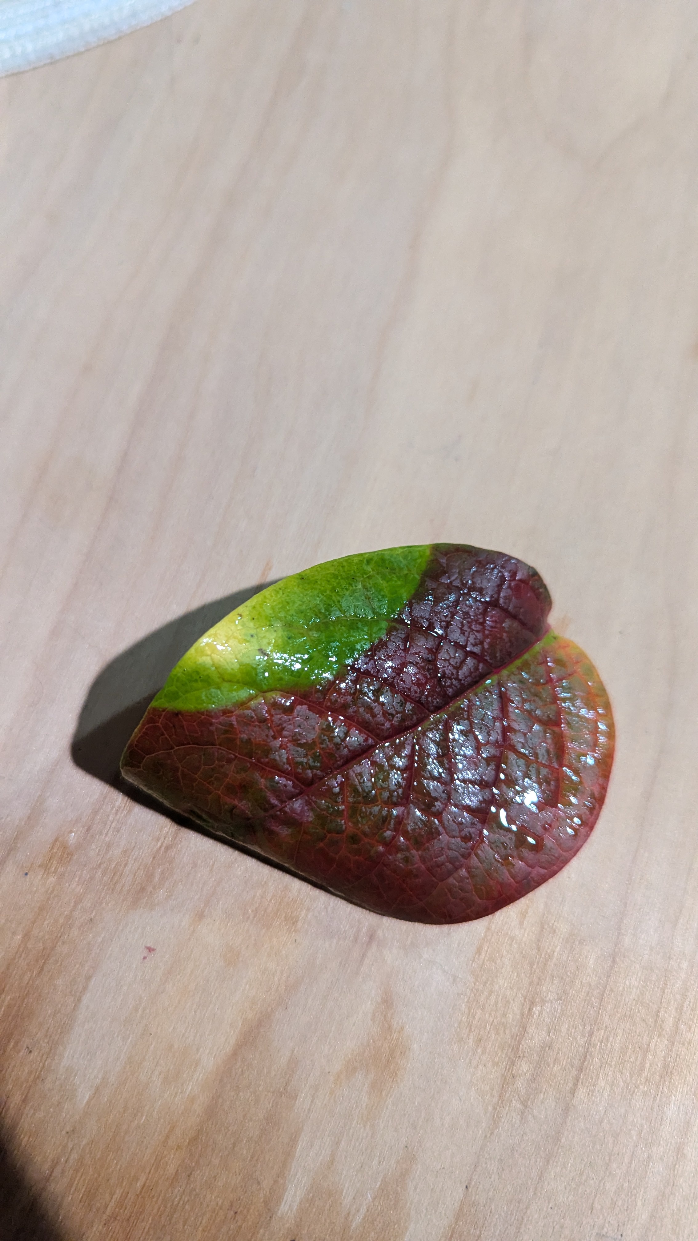 Check out this fascinating blueberry leaf!