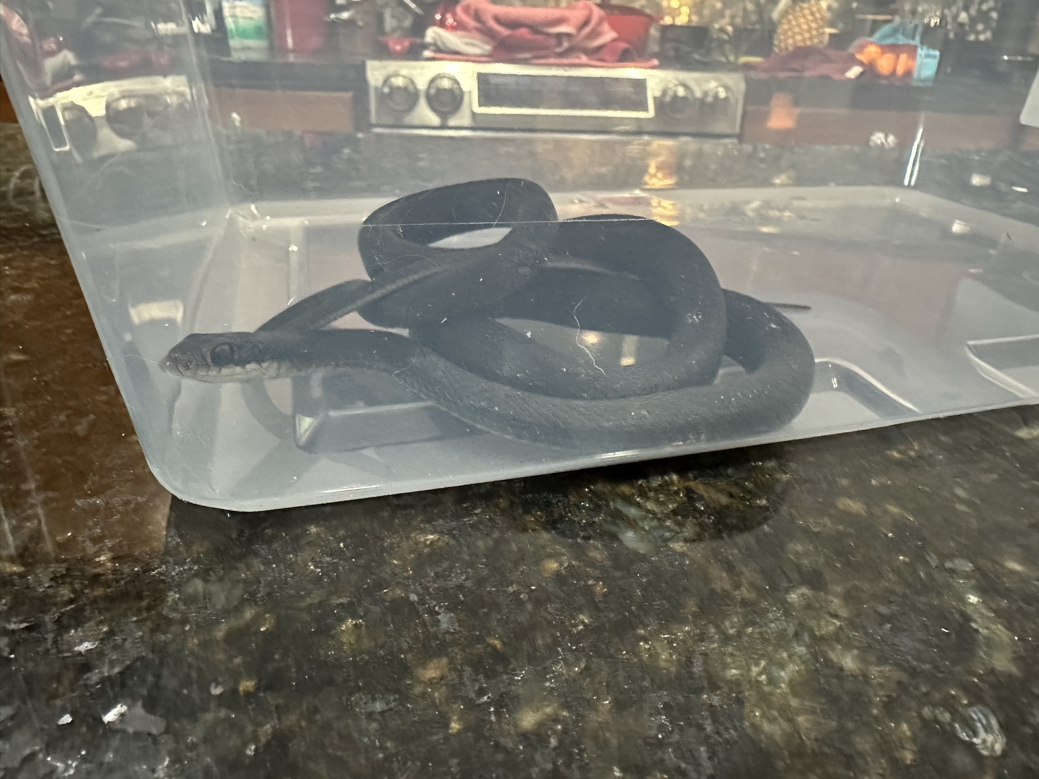 Hobbes decided to bring a snake into the house!
