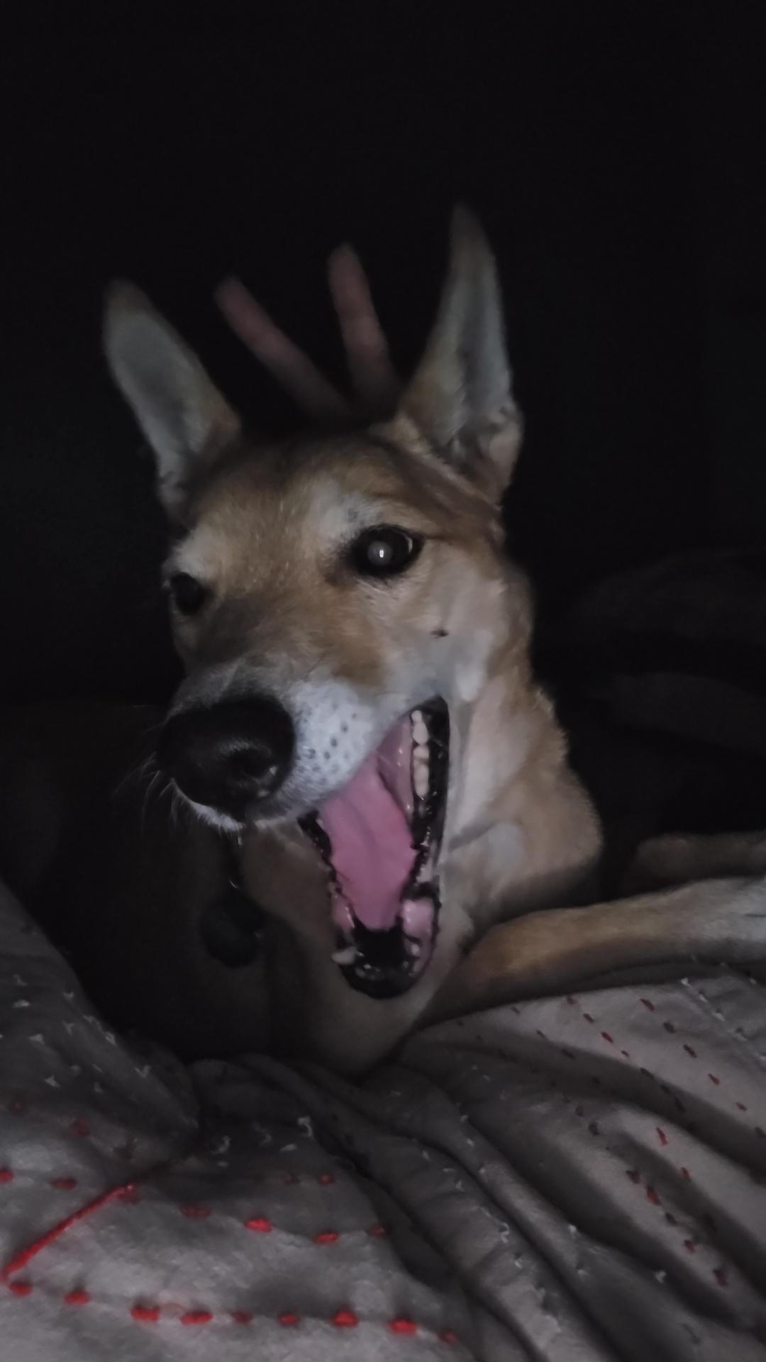 Meet Mutty: The Ultimate Good Boy