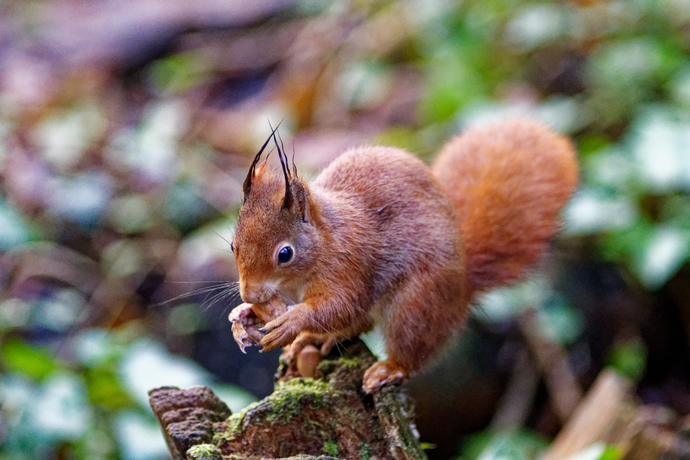 A Squirrel's Adventure in Dingle, Ynys Mon