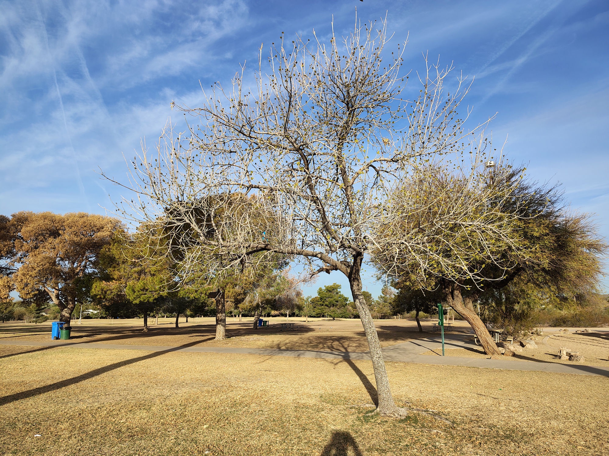 Discovering the Beauty of Granada Park