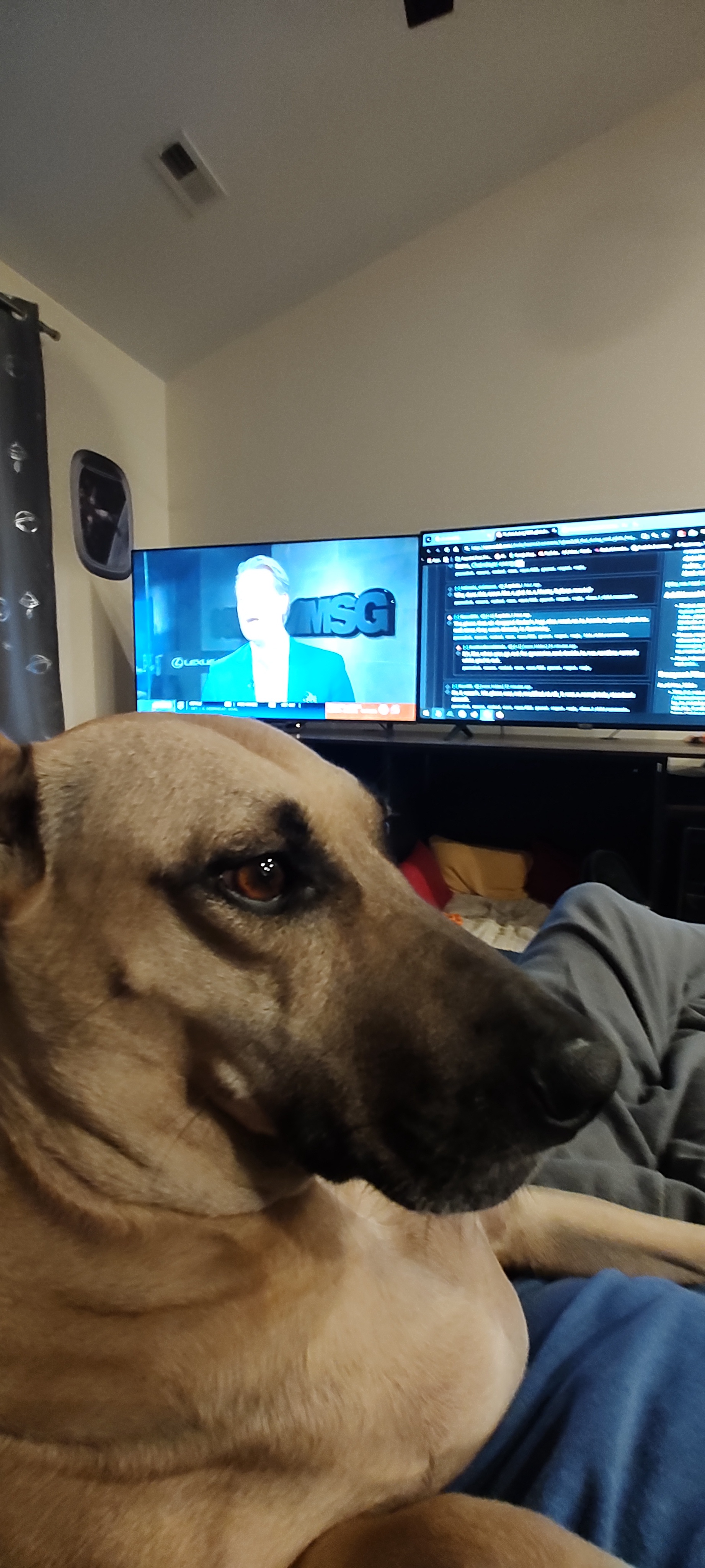 Time for a Break with This Adorable Doggo