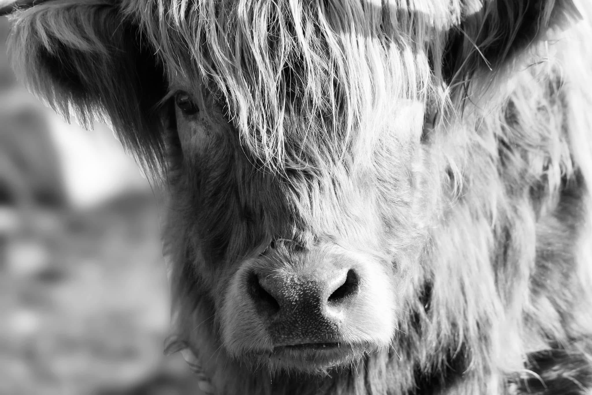 Mooing Around: The Life of a Cow