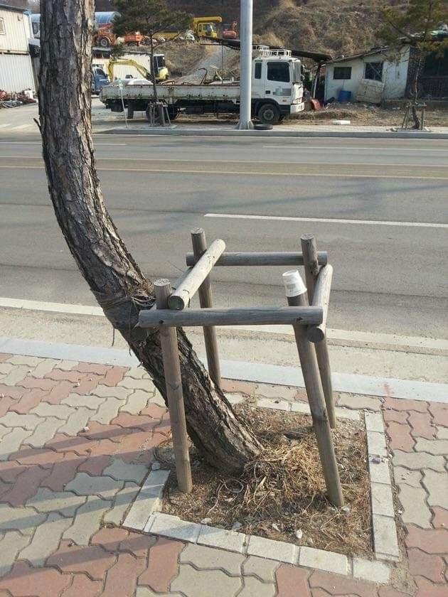When the Tree Decides It's Had Enough