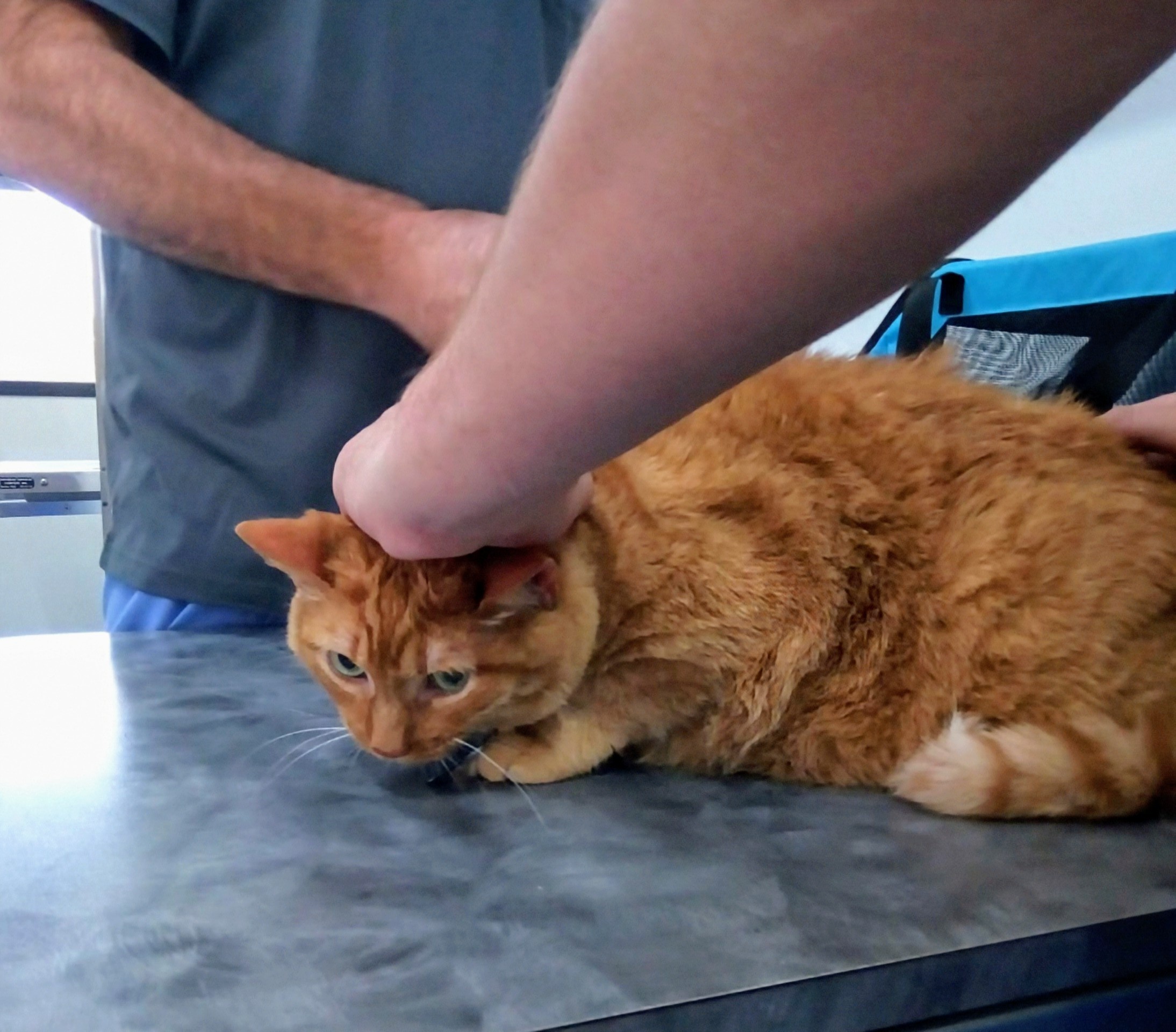 Time to Treat Goldie Right Again with Special Goodies...