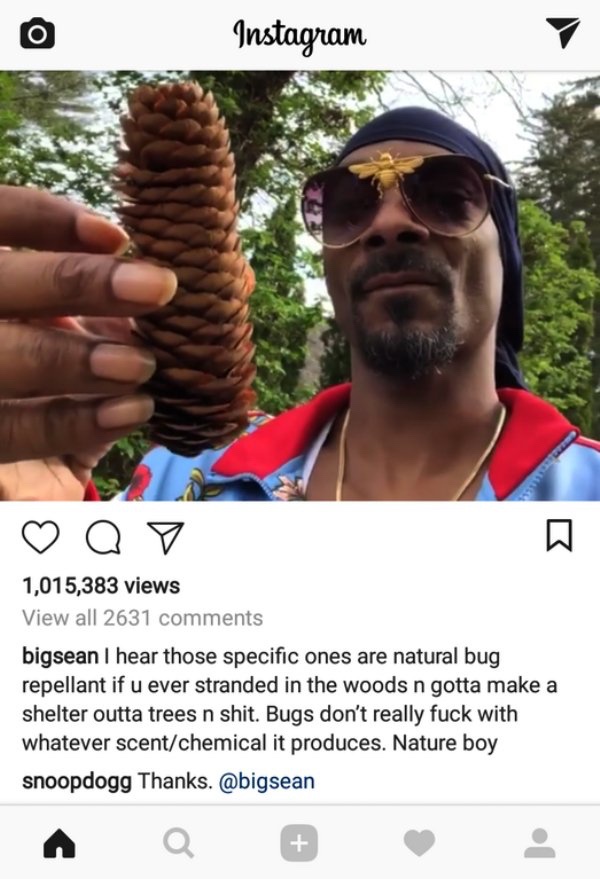 Did you know? Pinecones are awesome!