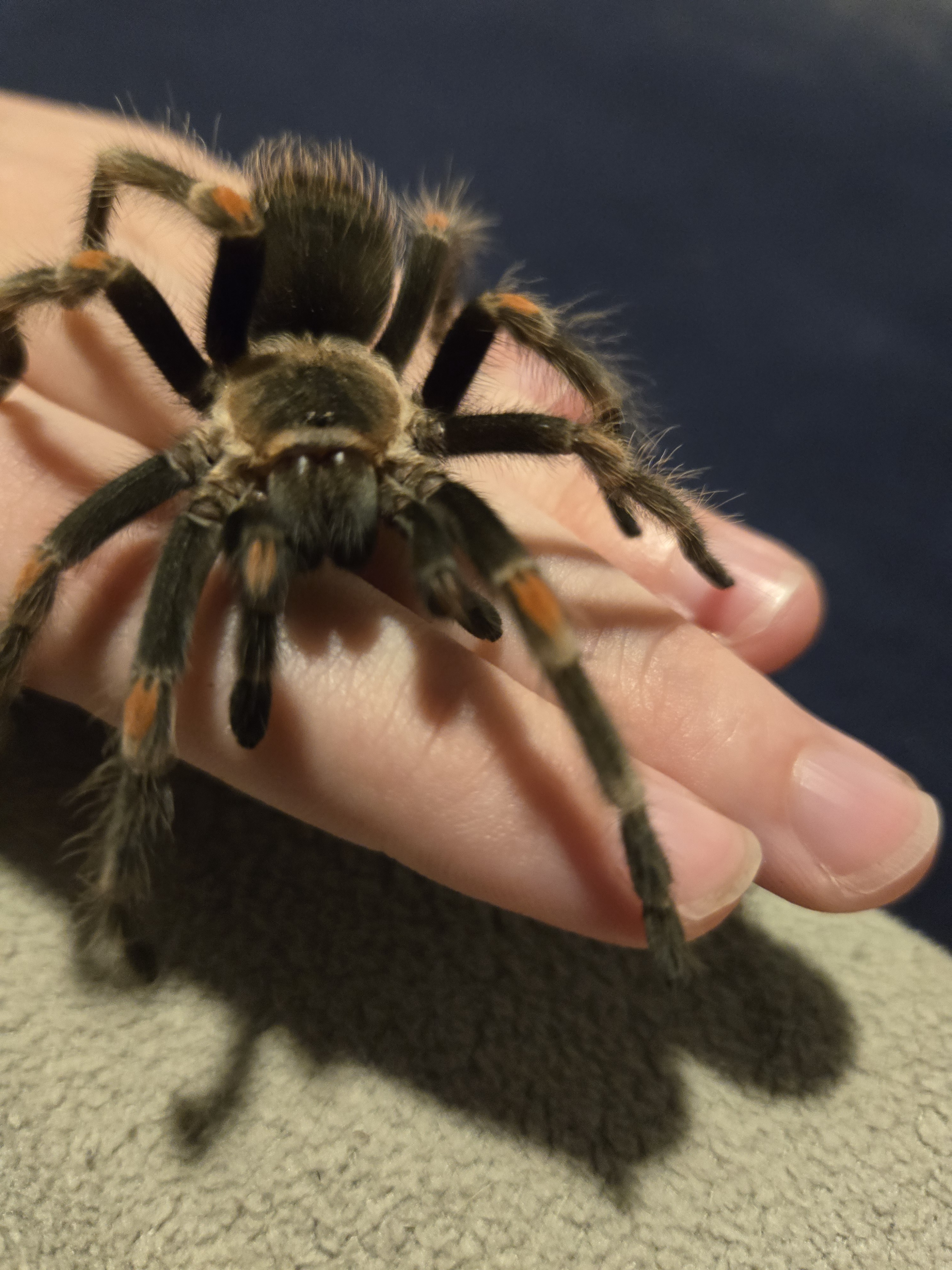 Meet the Adorable Little Guy