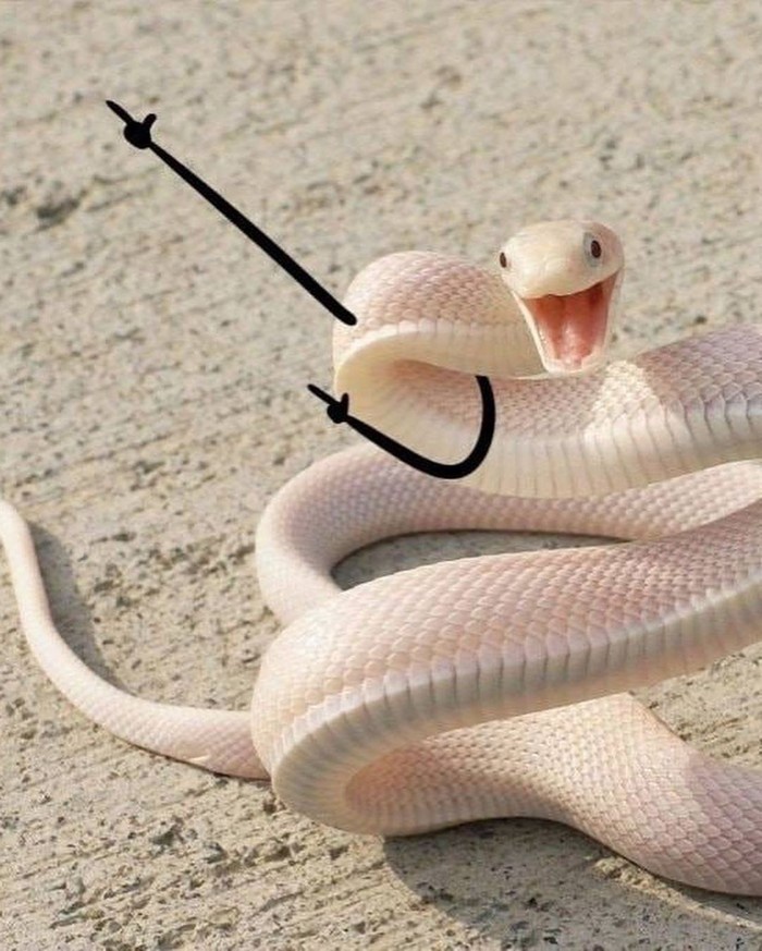 Adorable Snakes: The Sneks Collection