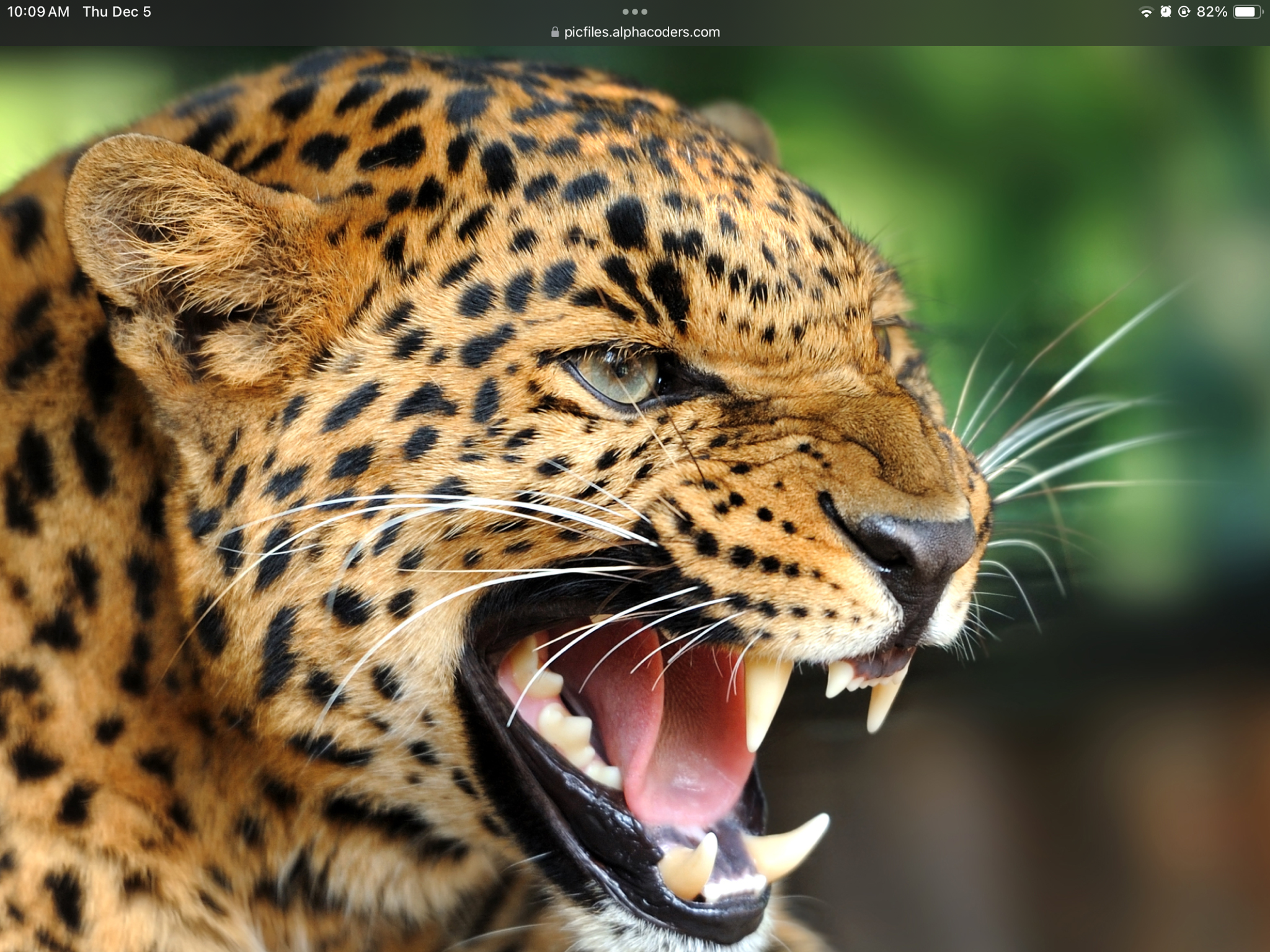 Looks like we're serving up some leopard-themed dishes!