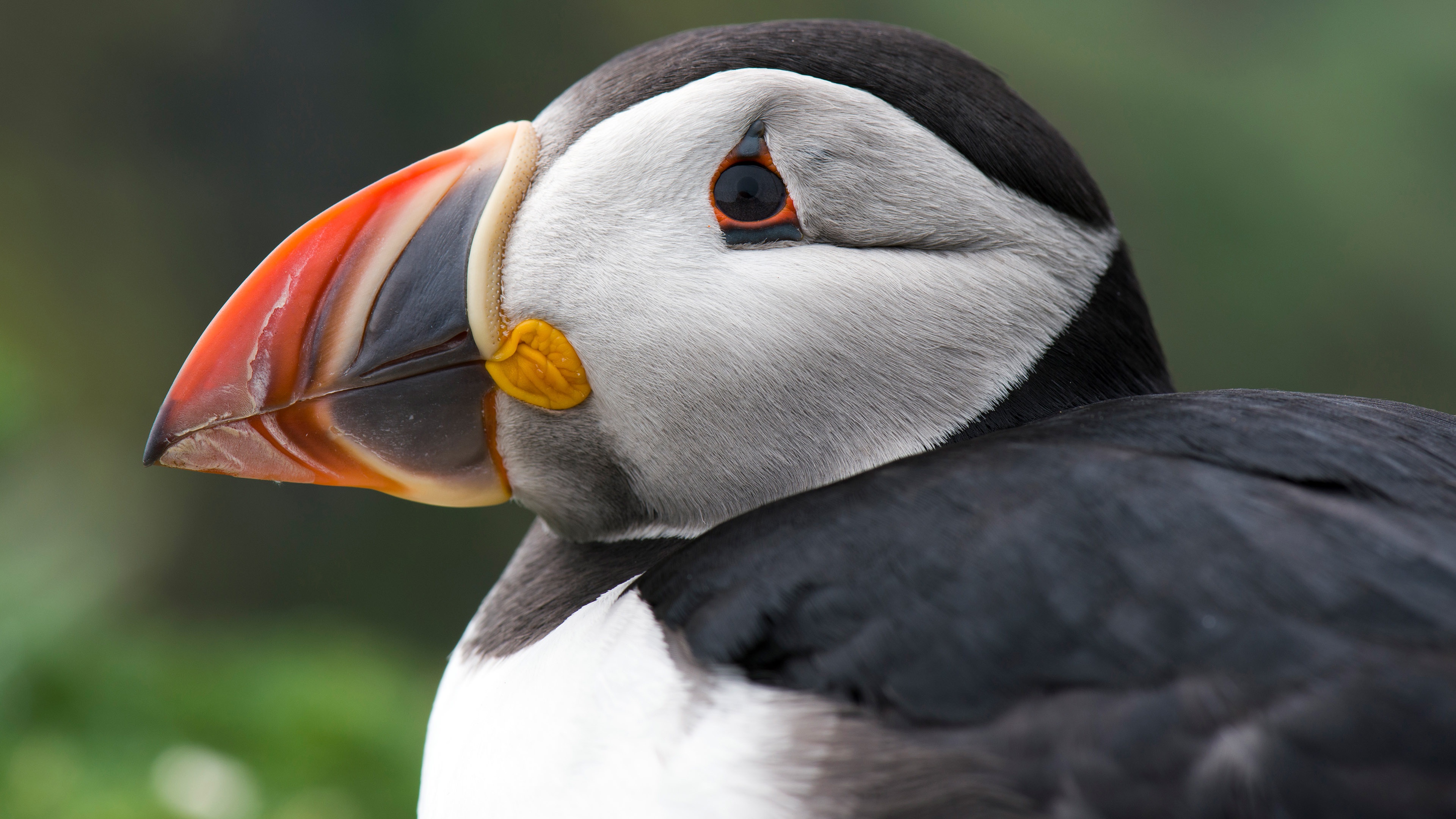 Captivating Portrait of a 'Sea Parrot'