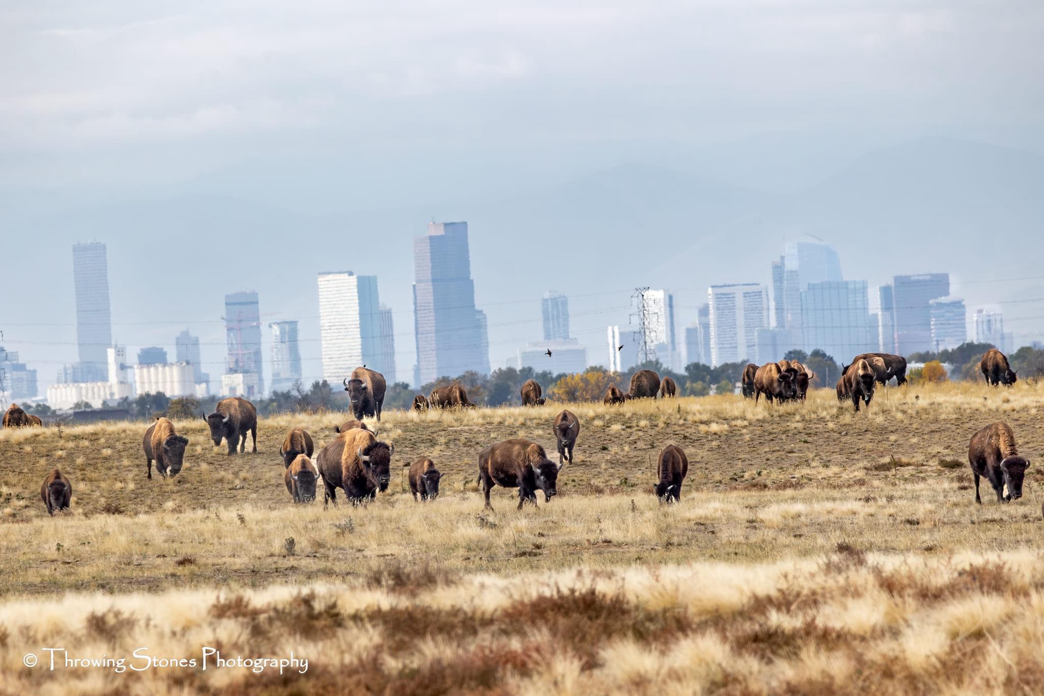 Nature's Beauty vs. Industrial Progress