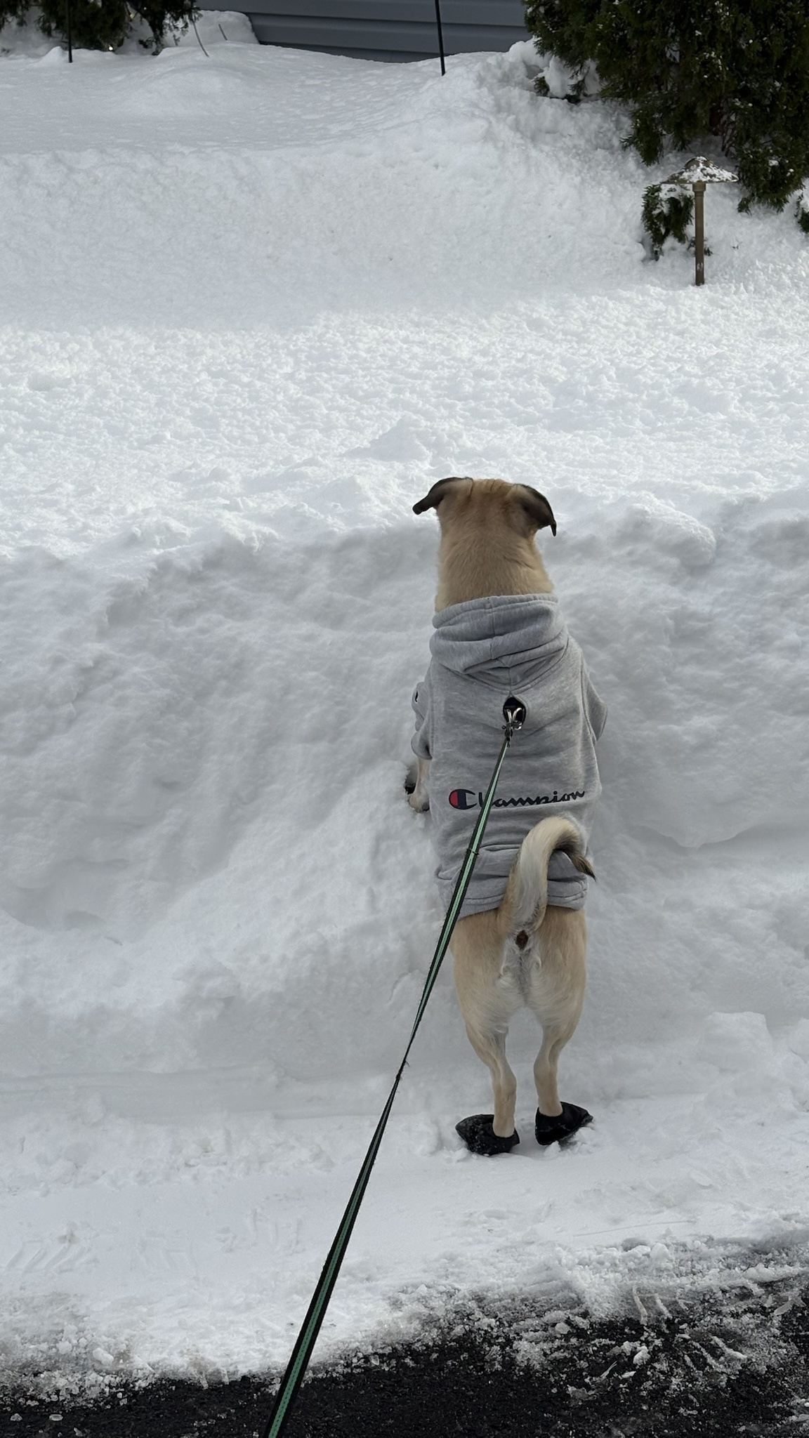 The right way to measure snowfall like a pro!