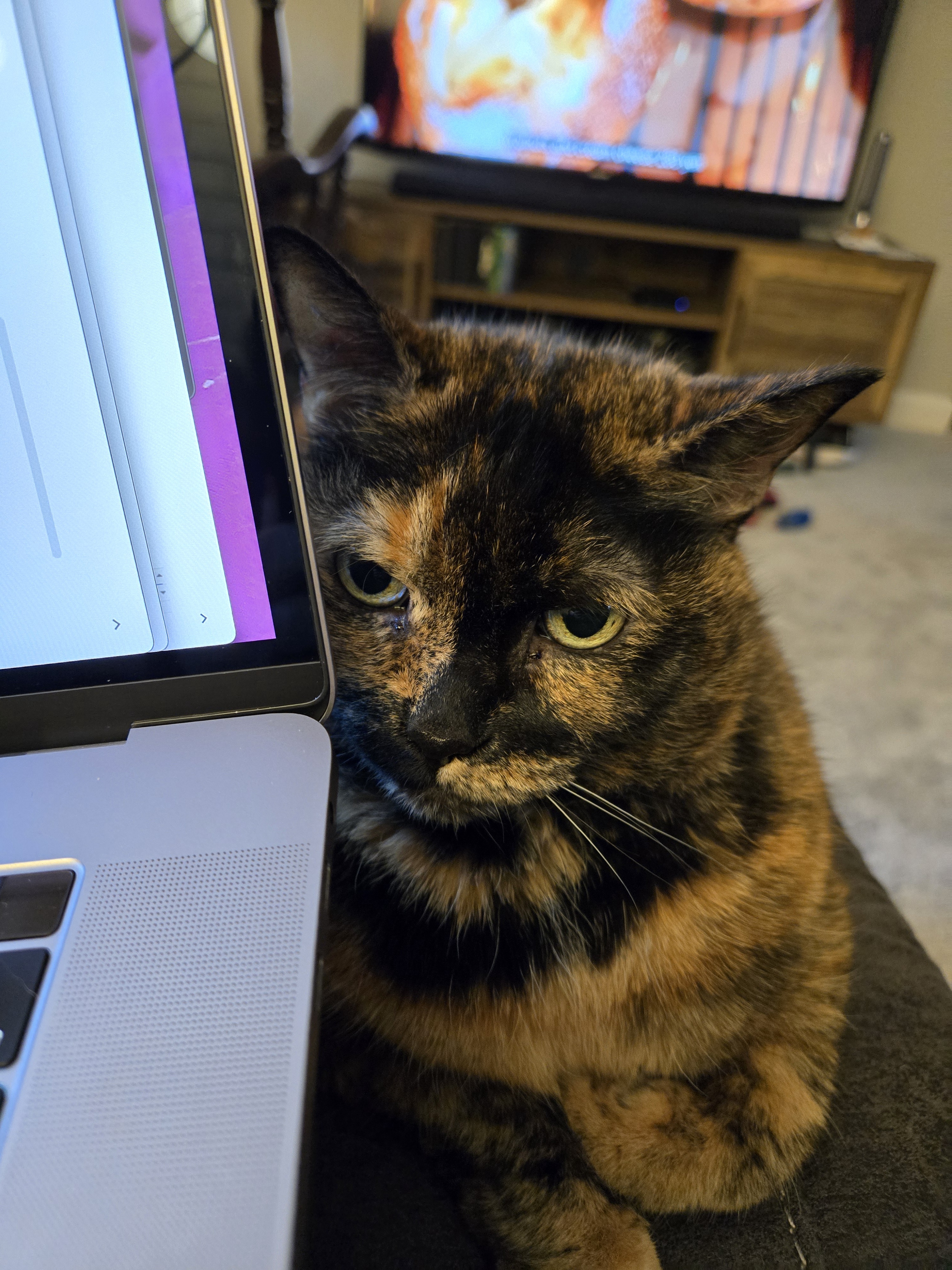 Today's Struggles: The Frustrated Feline