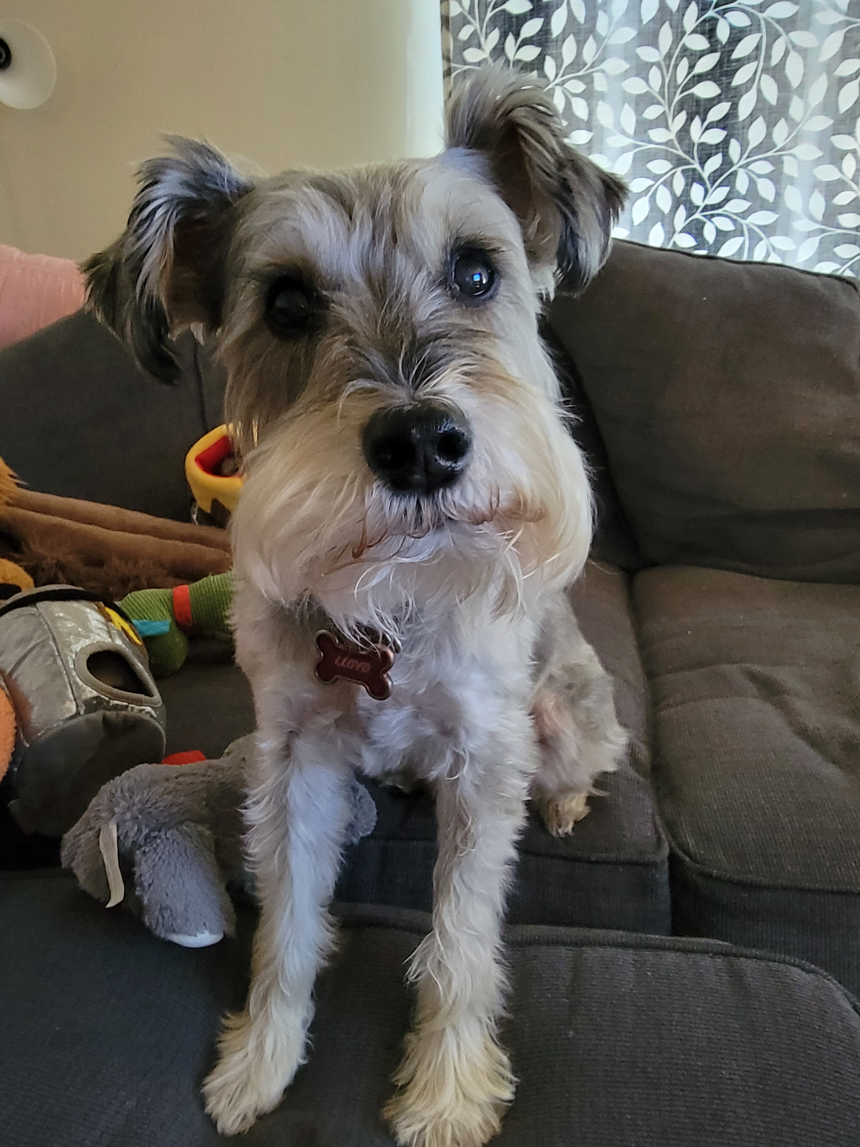 Can we take a moment to appreciate some adorable pets?